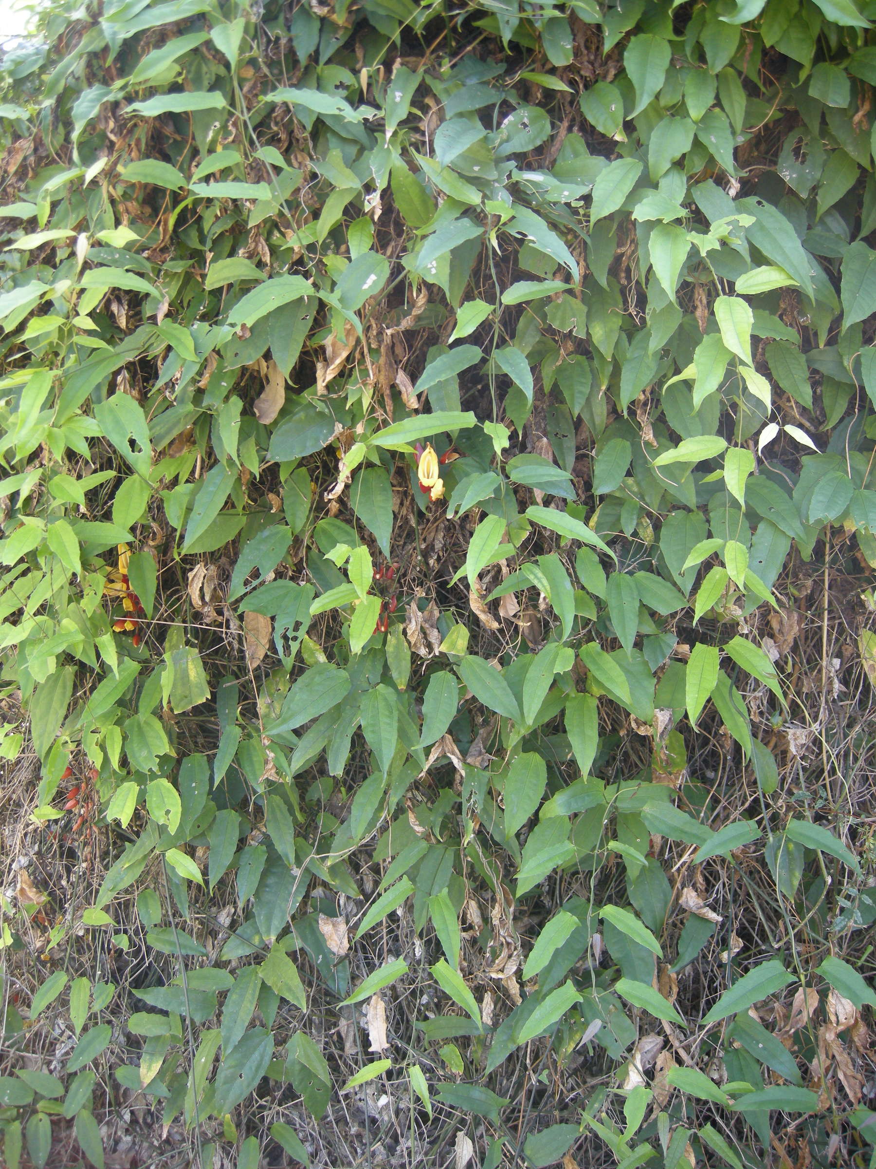 thunbergia_mysorensis1md