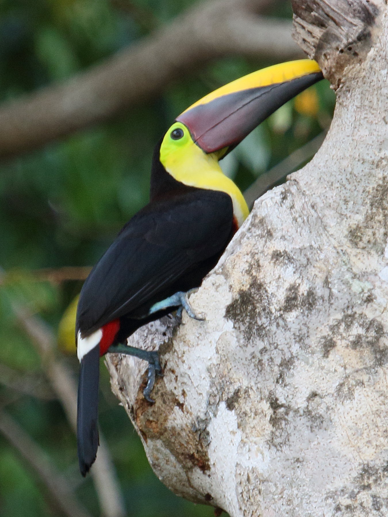 toucan_de_swainson_-_ramphastos_swainsoniibd
