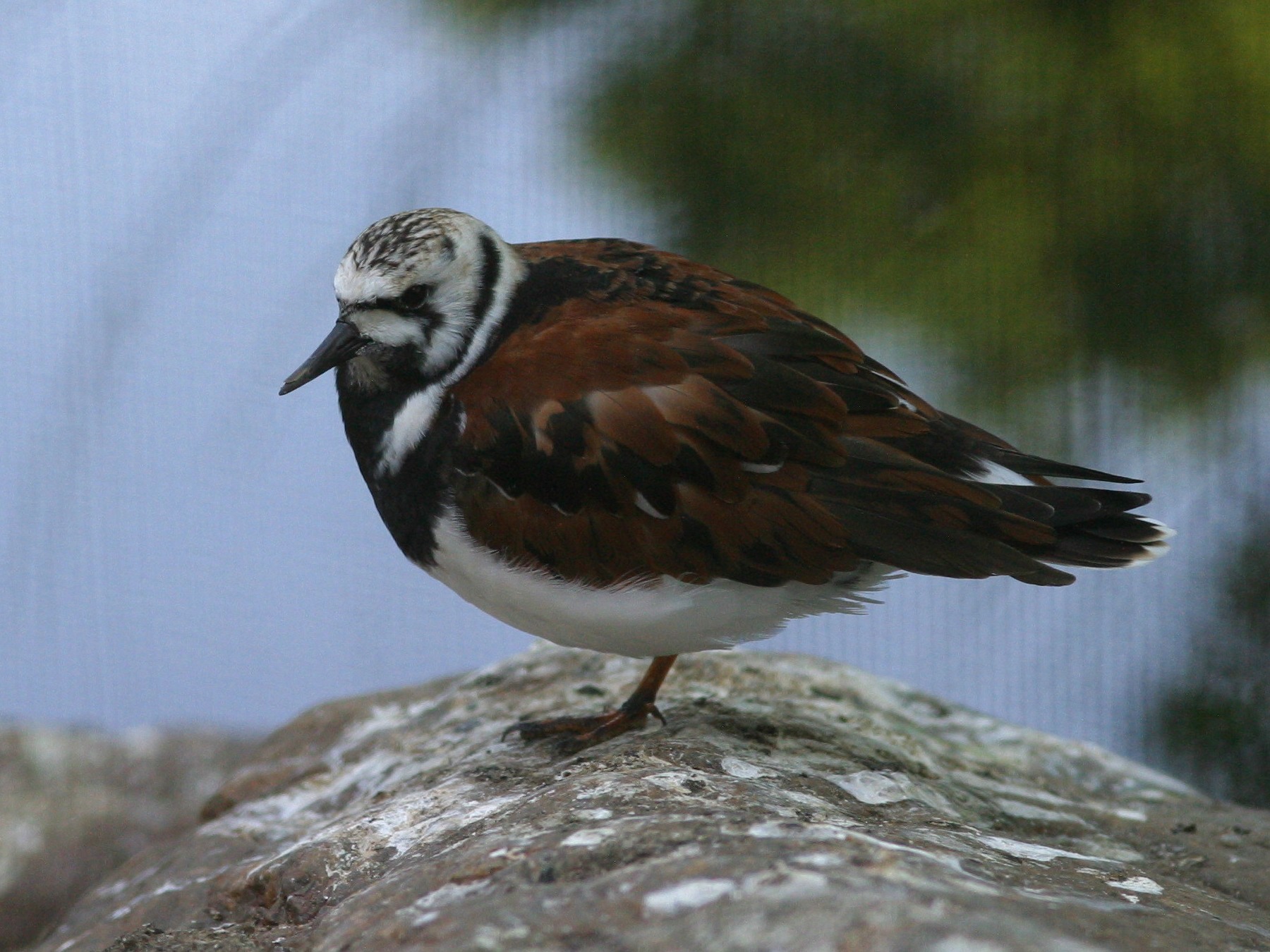 tournepierre_a_collier_-_arenaria_interpres6bd