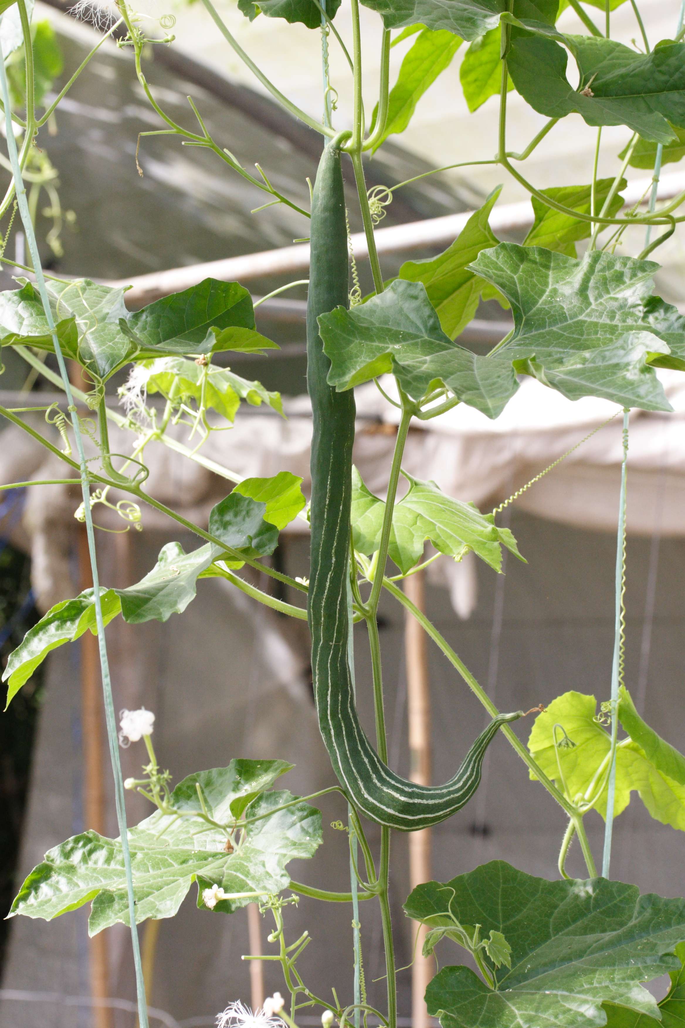 trichosanthes_cucumerina2md