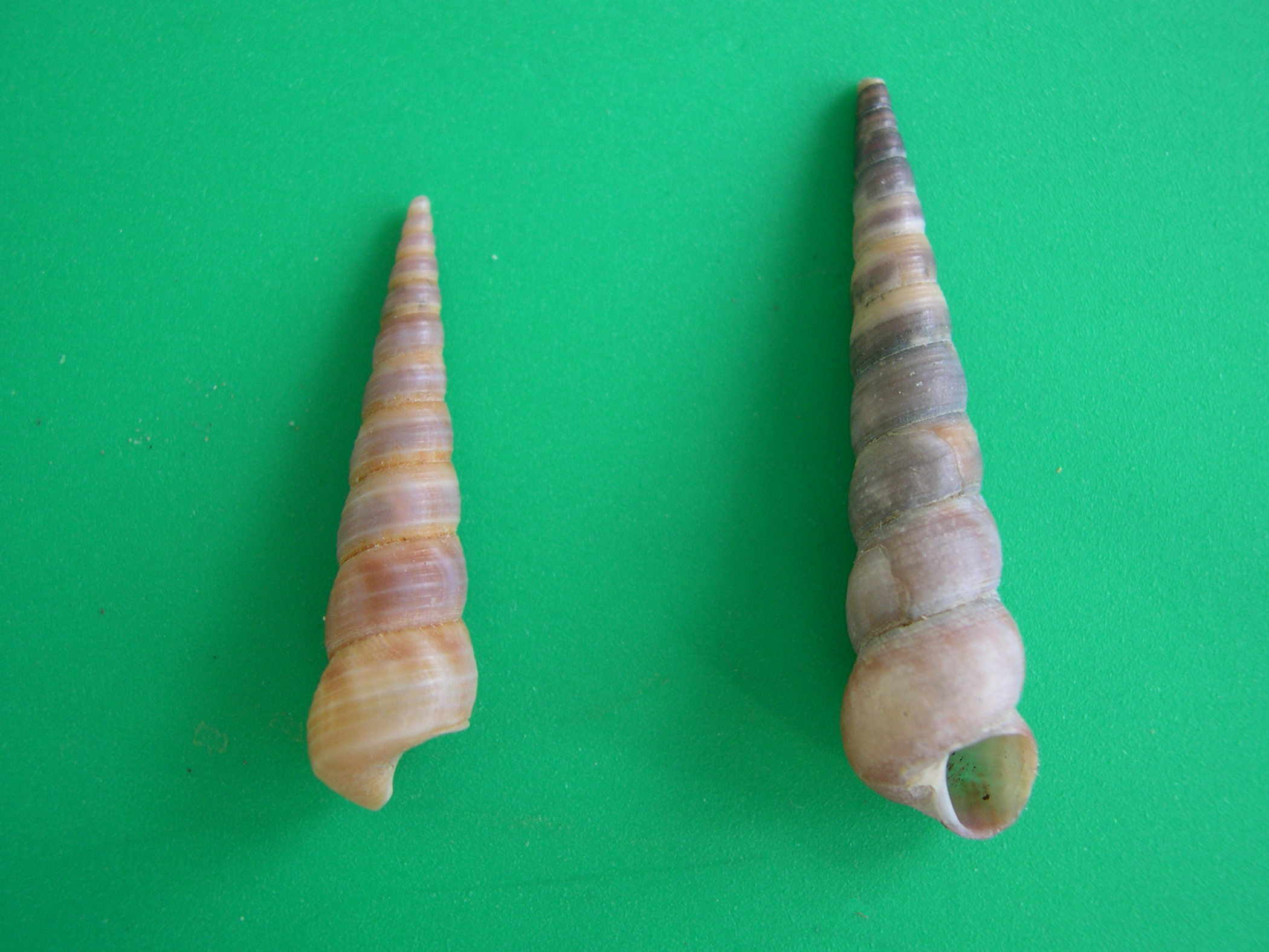 turritella_communis1md