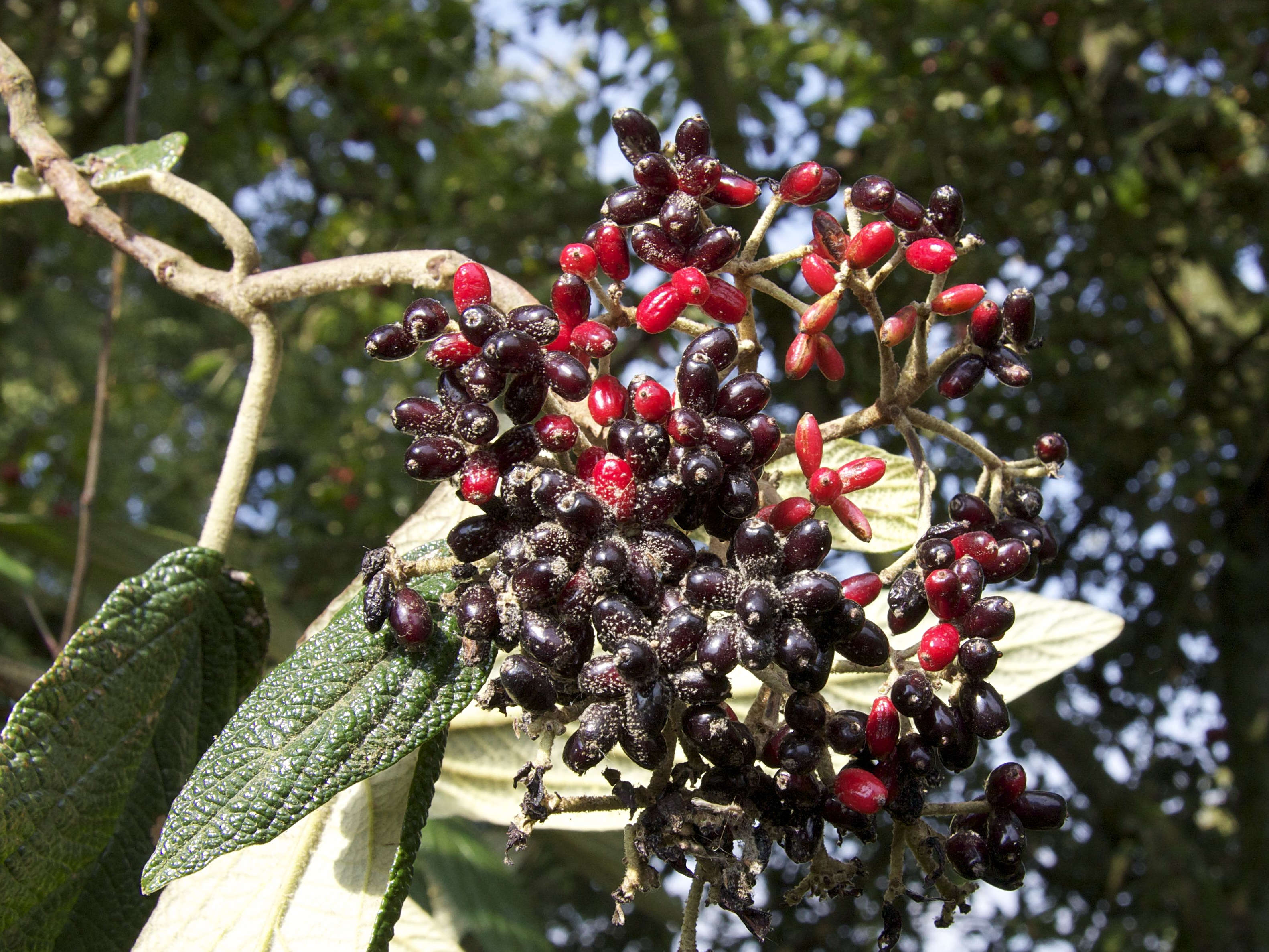 Afficher le média viburnum_rhytidophyllum5md viburnum_rhytidophyllum5md