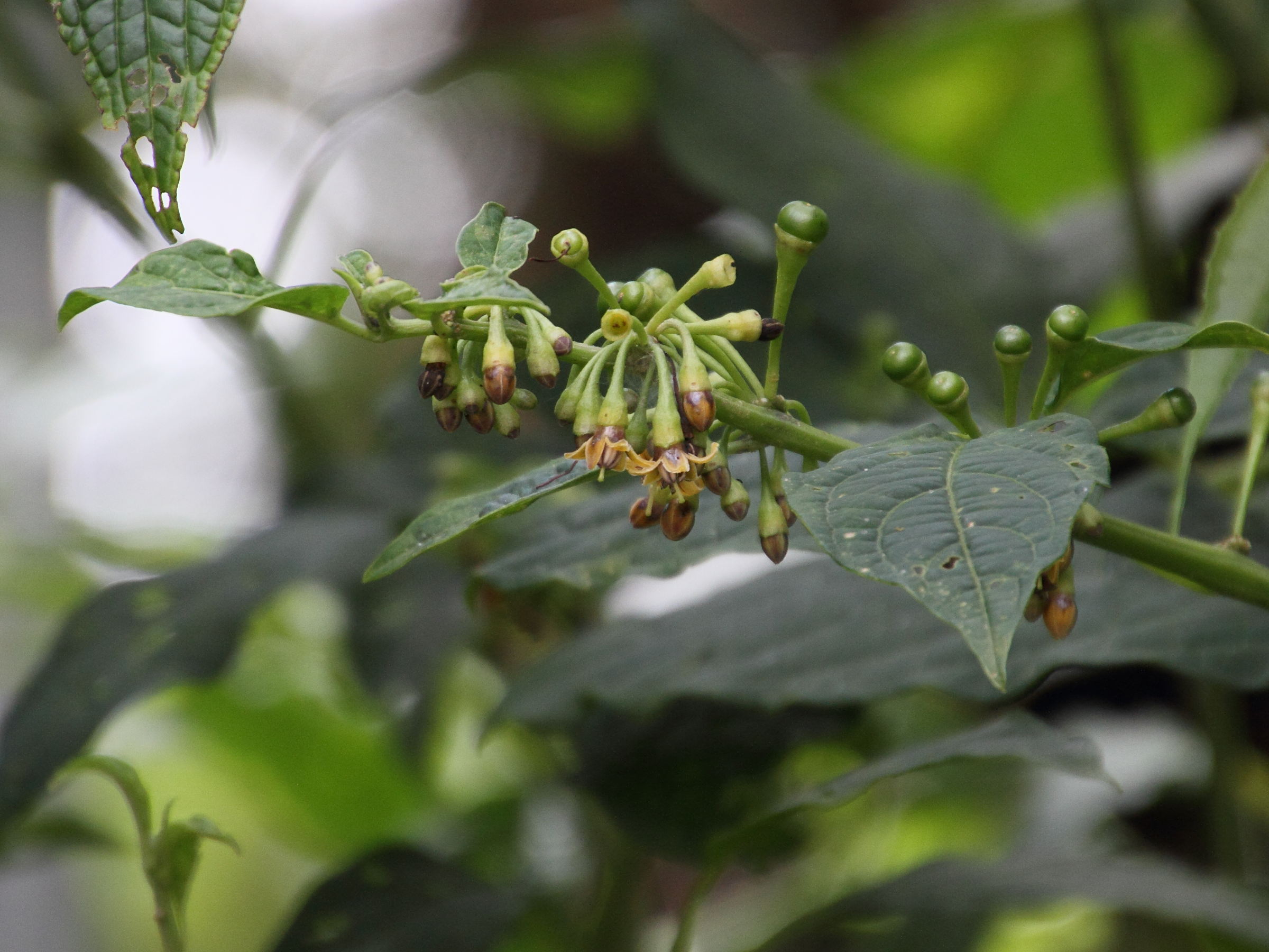 witheringia_meiantha2md