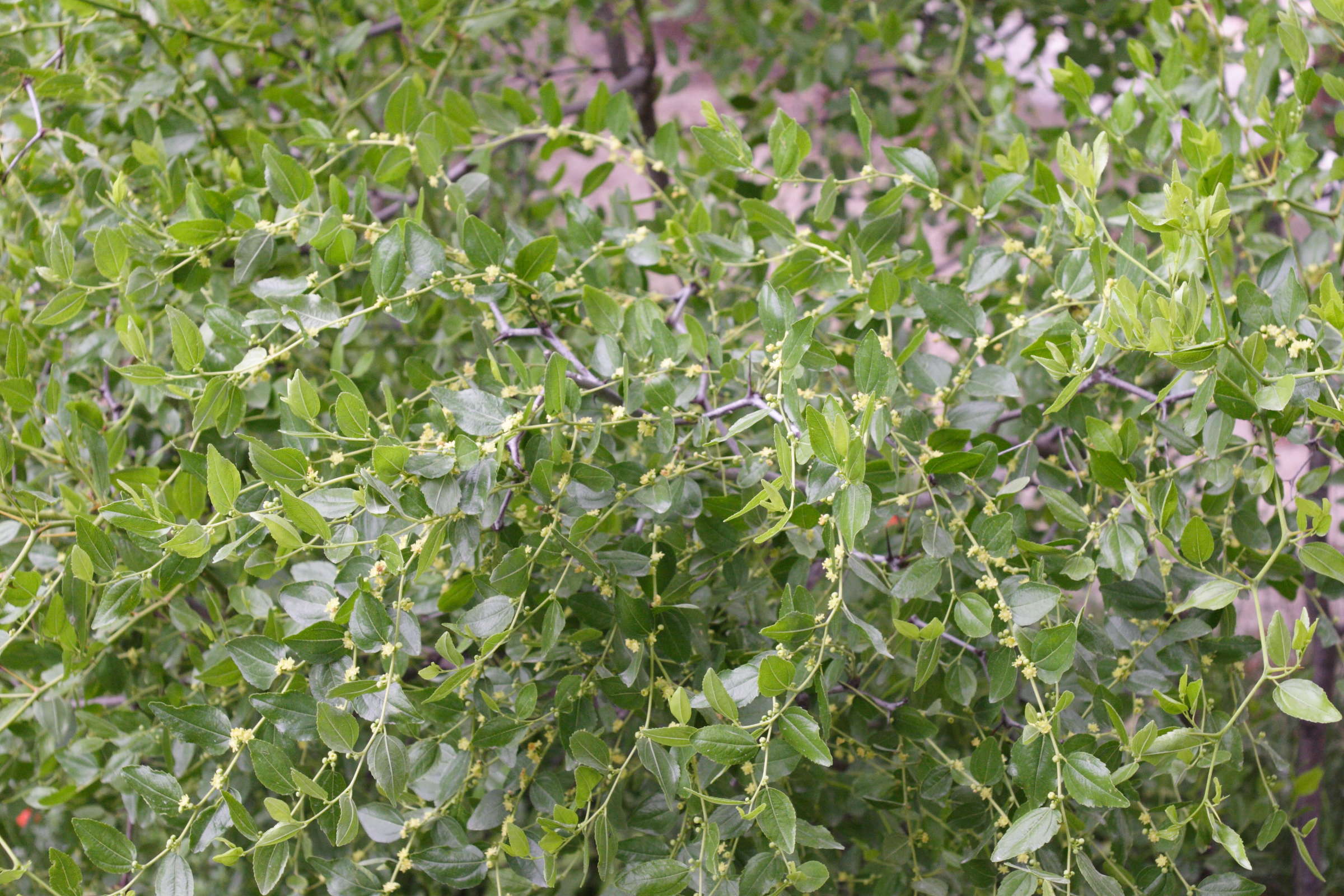 Afficher le média ziziphus_jujuba1md ziziphus_jujuba1md