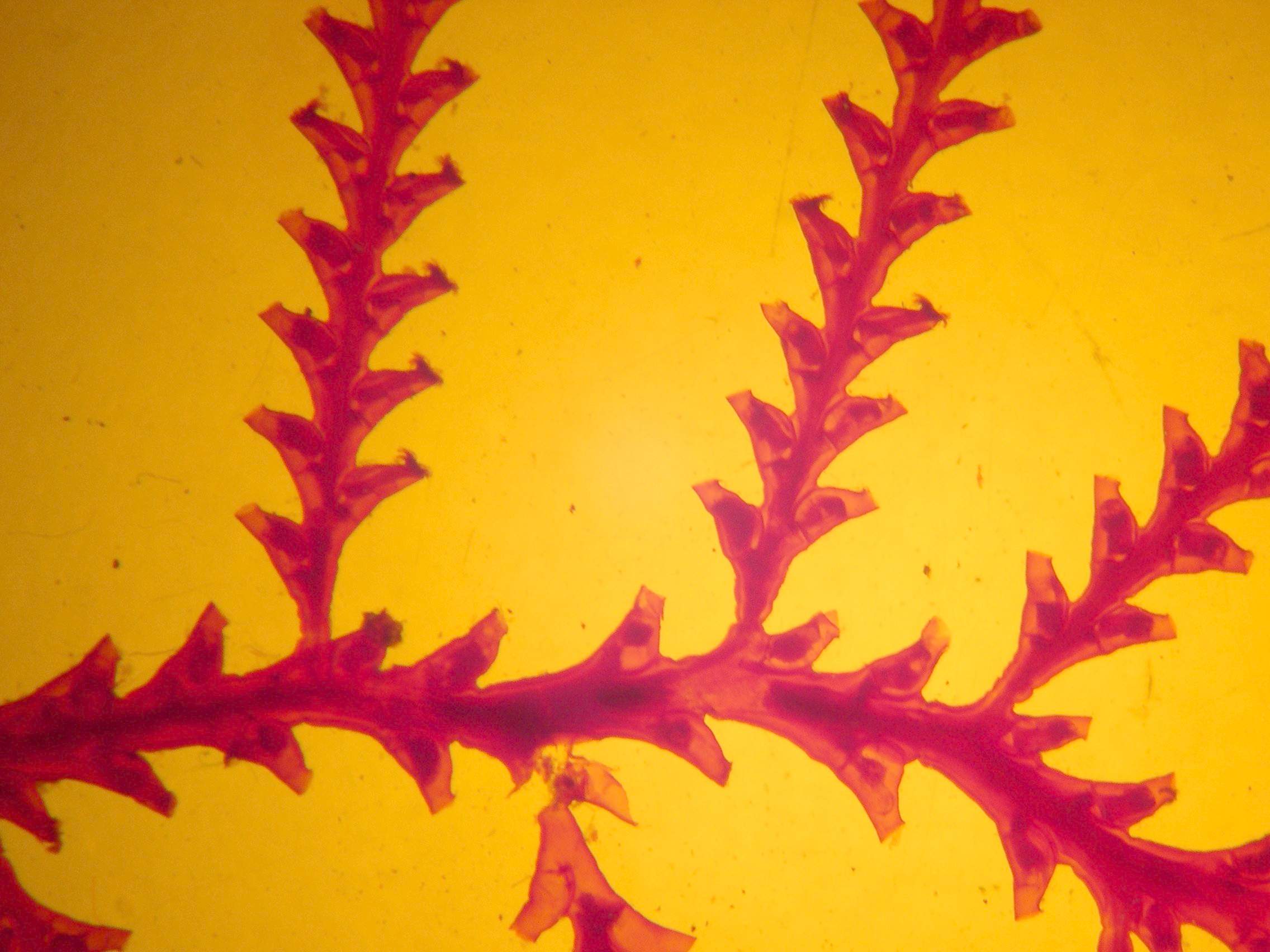 abietinaria_abietina1md