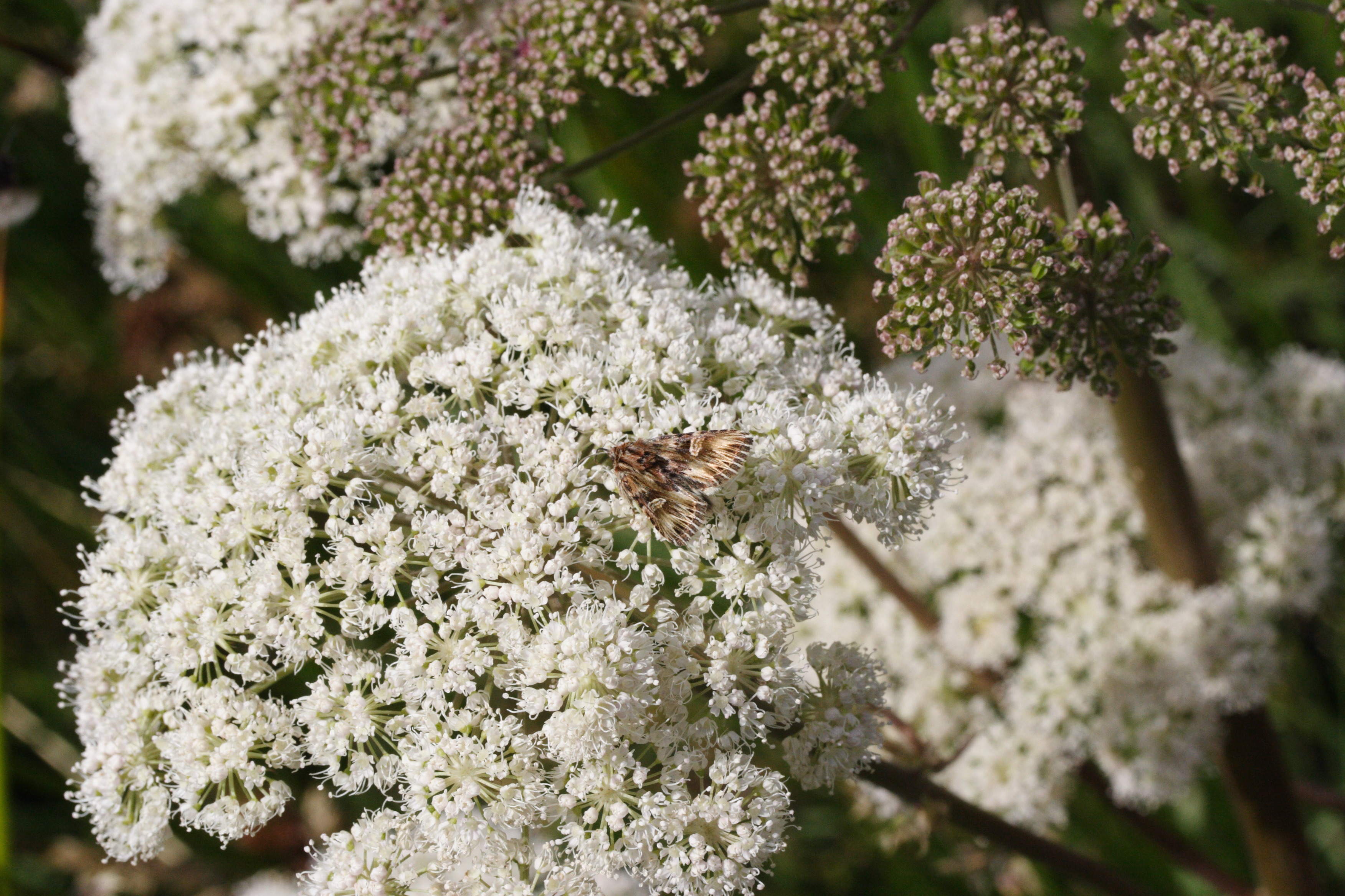 actinotia_radiosa1md