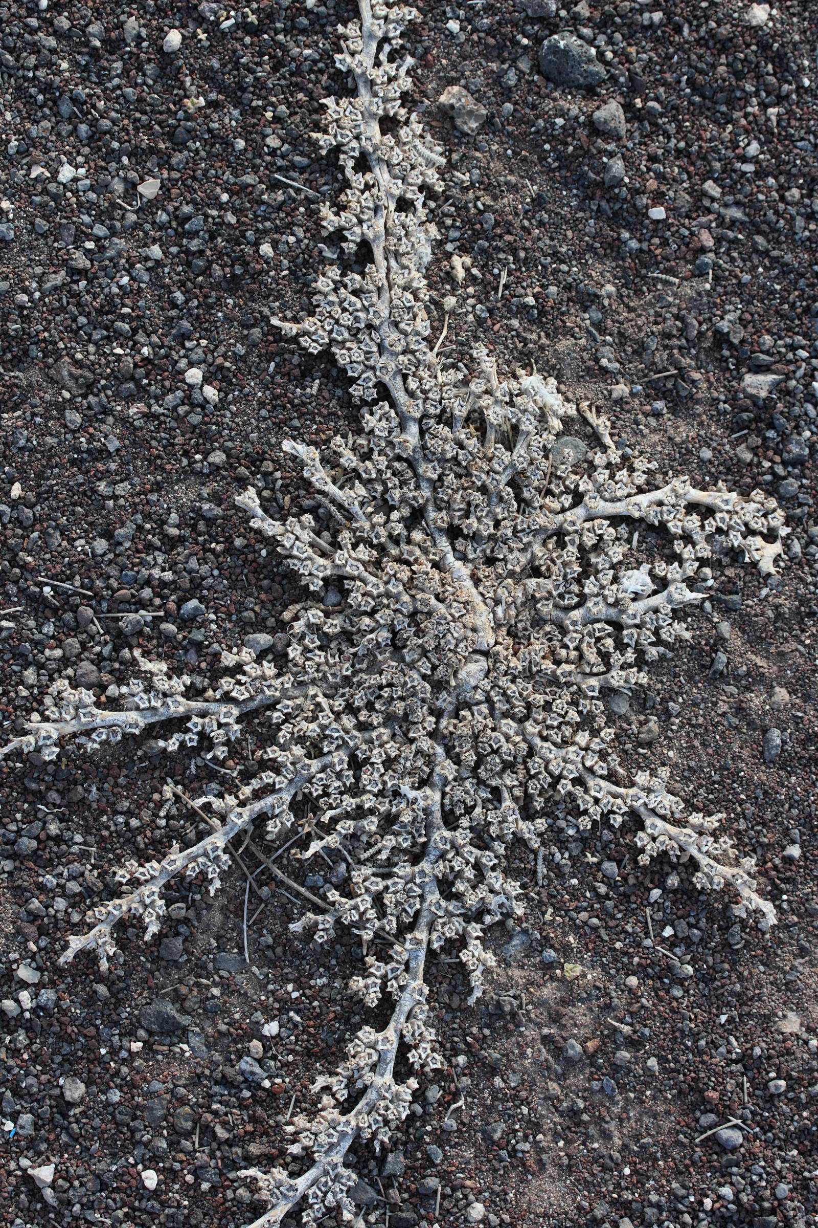 aizoon_canariense2md