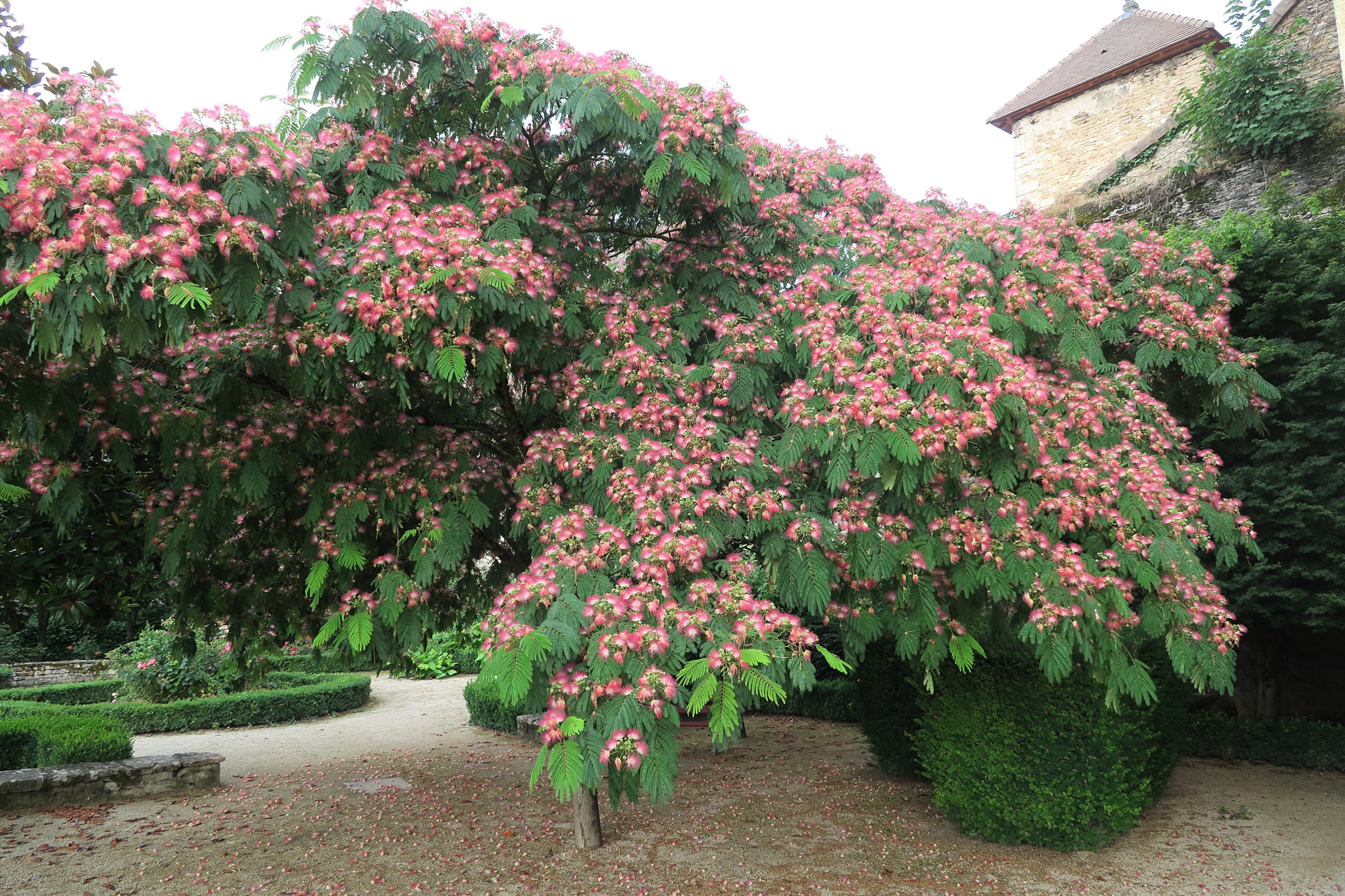 albizia_julibrissin6md