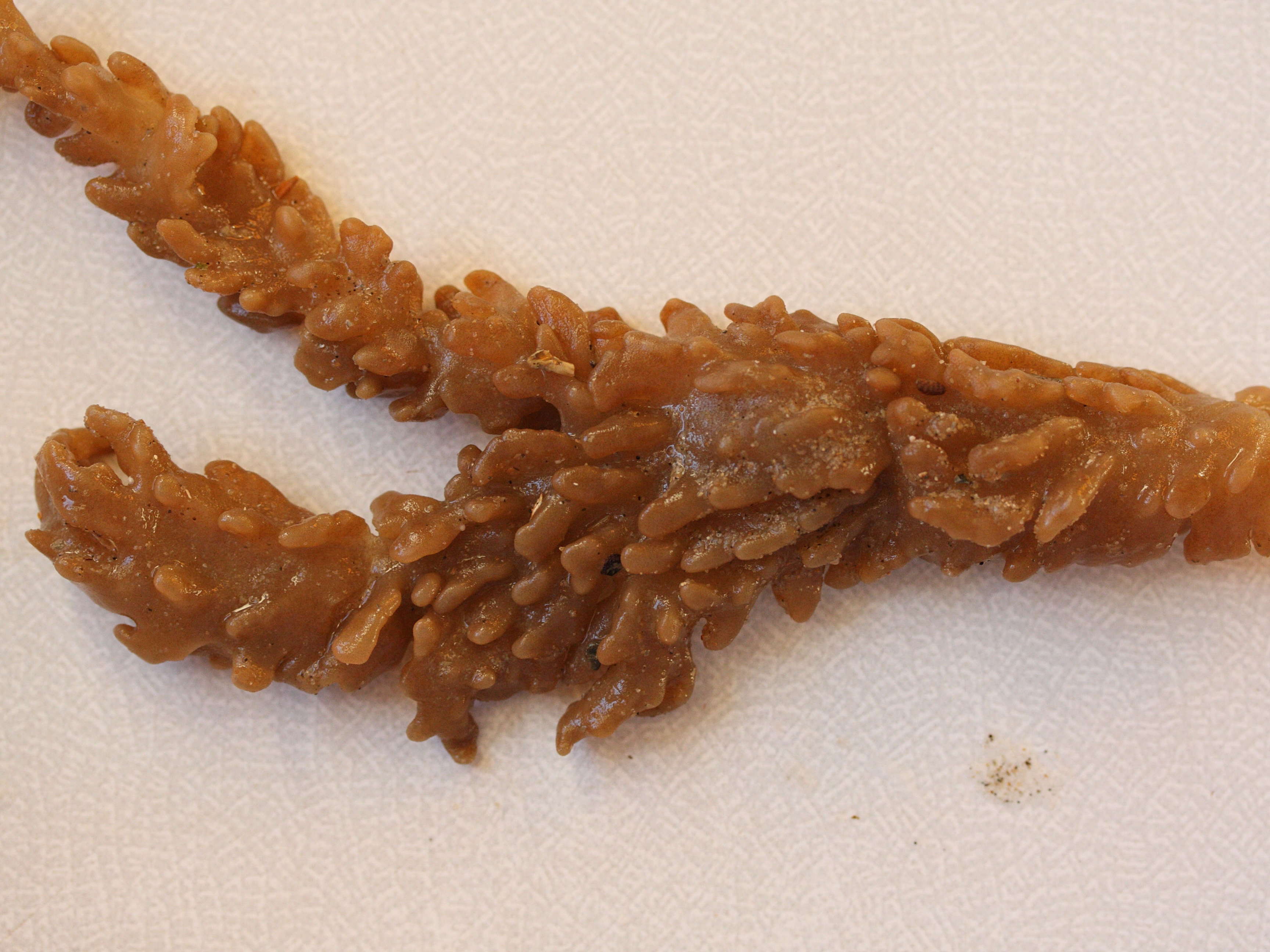 Afficher le média alcyonidium_diaphanum2md alcyonidium_diaphanum2md