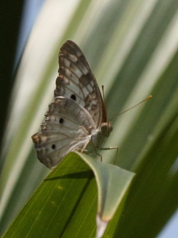 anartia_jatrophae_luteipicta1bd