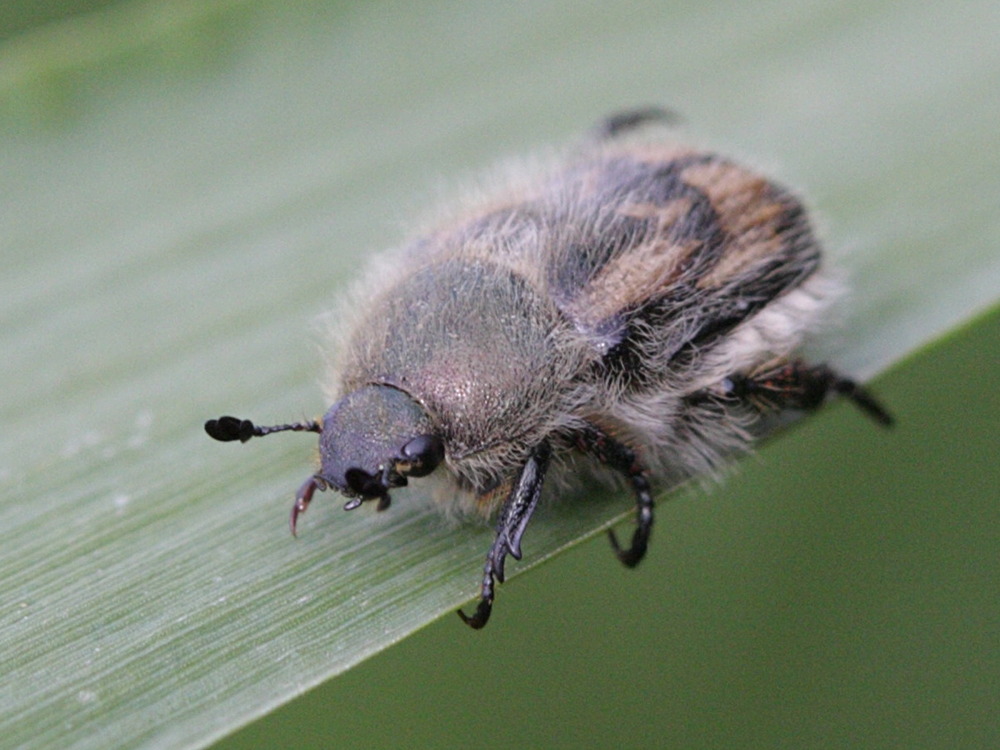 anisoplia_villosa3md