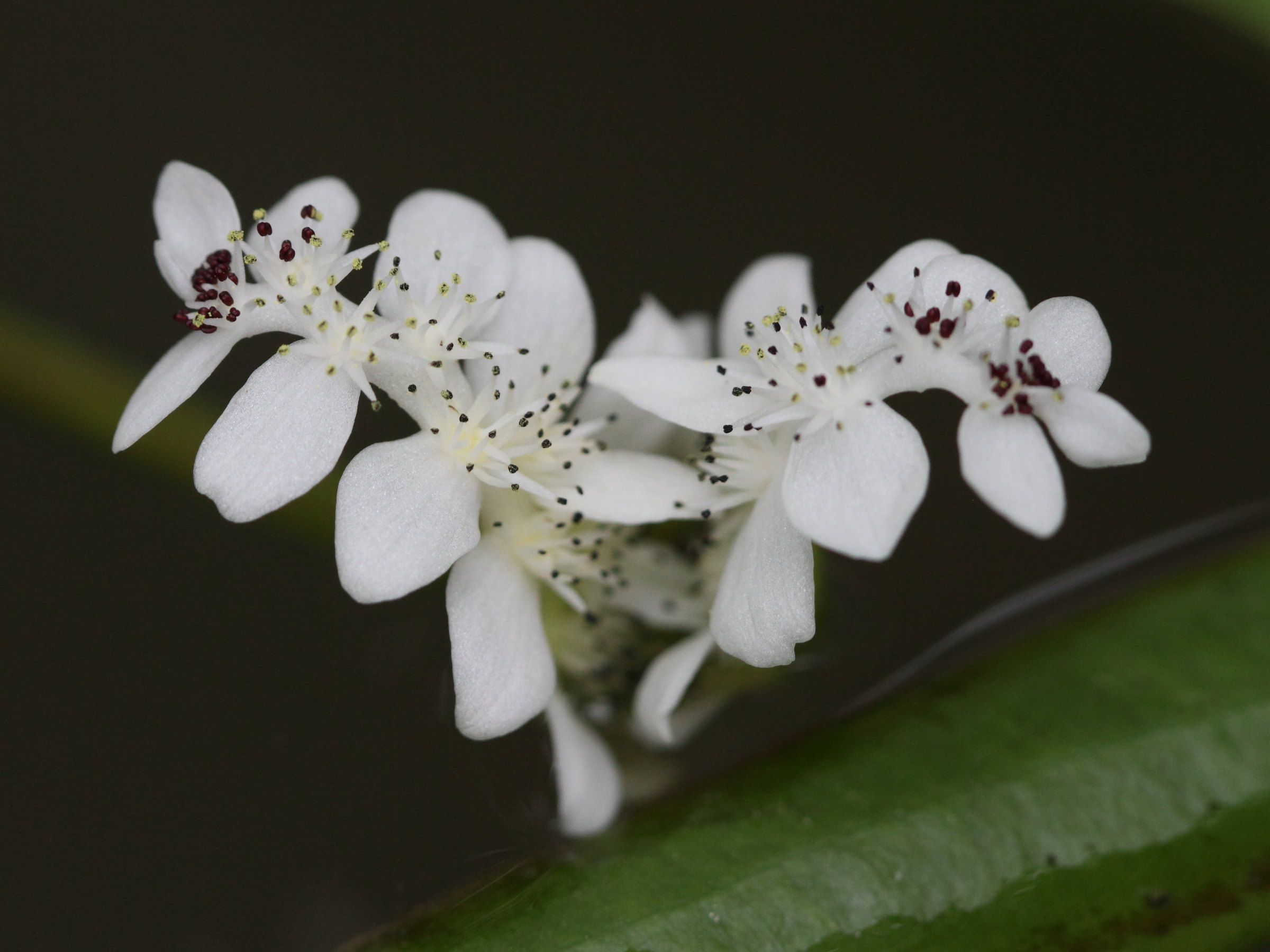 Afficher le média aponogeton_distachyus5bd aponogeton_distachyus5bd