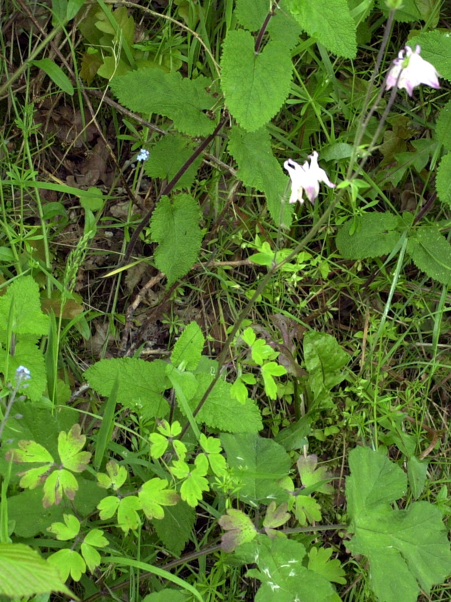 aquilegia_vulgaris1md