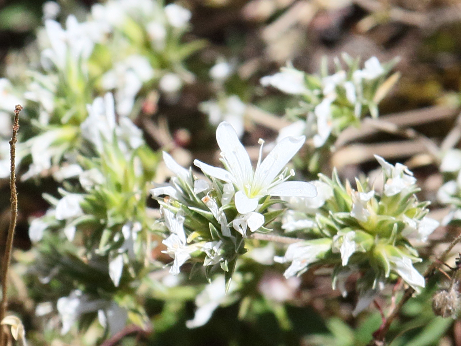 arenaria_aggregata1bd