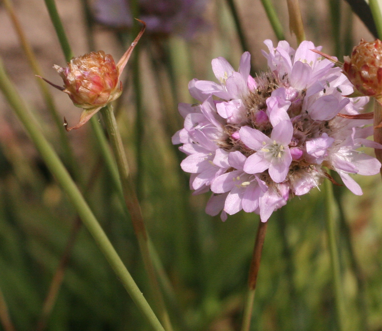 armeria_alliacea2md