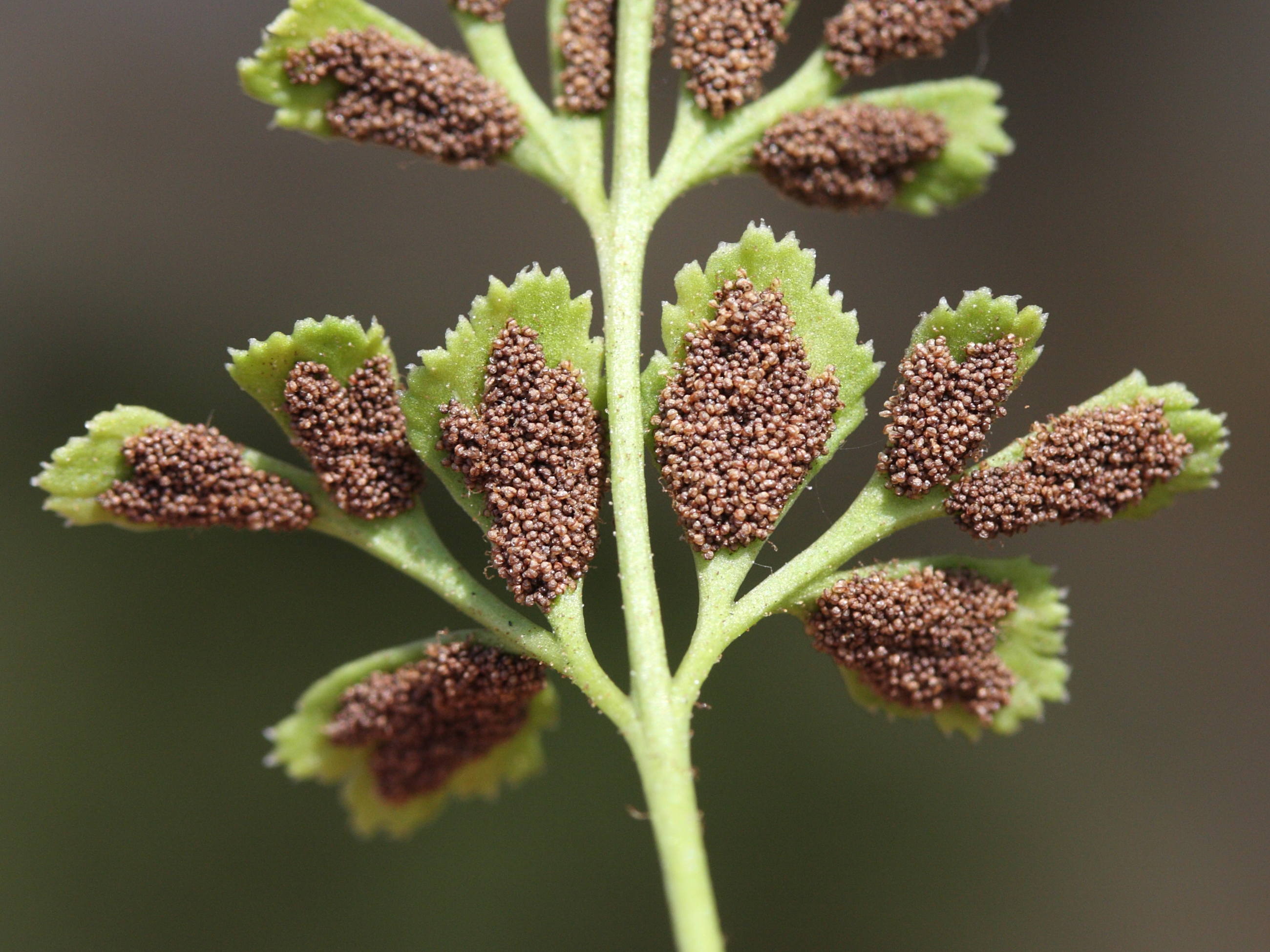 asplenium_ruta-muraria5md