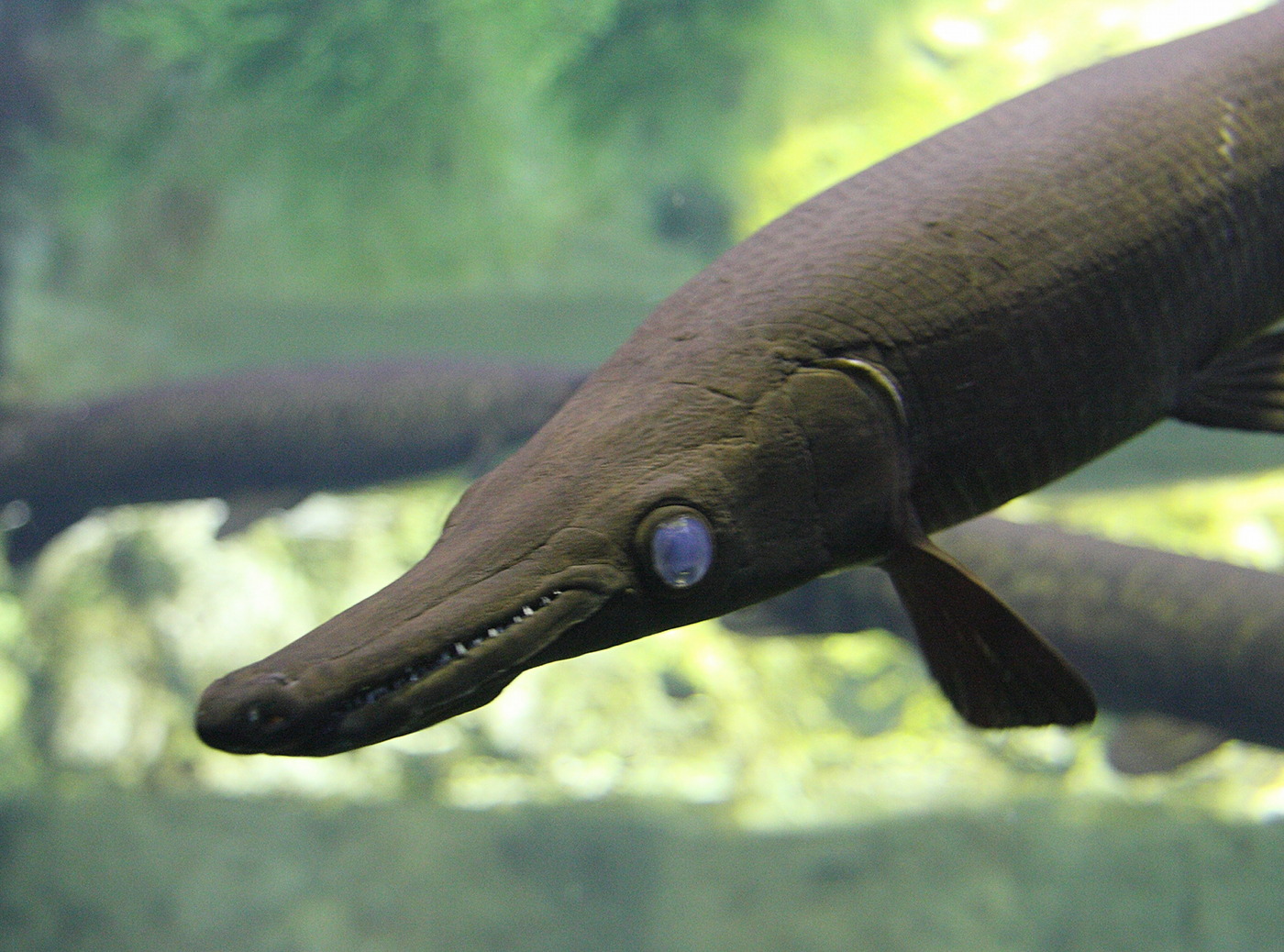 Afficher le média atractosteus_spatula2sd atractosteus_spatula2sd