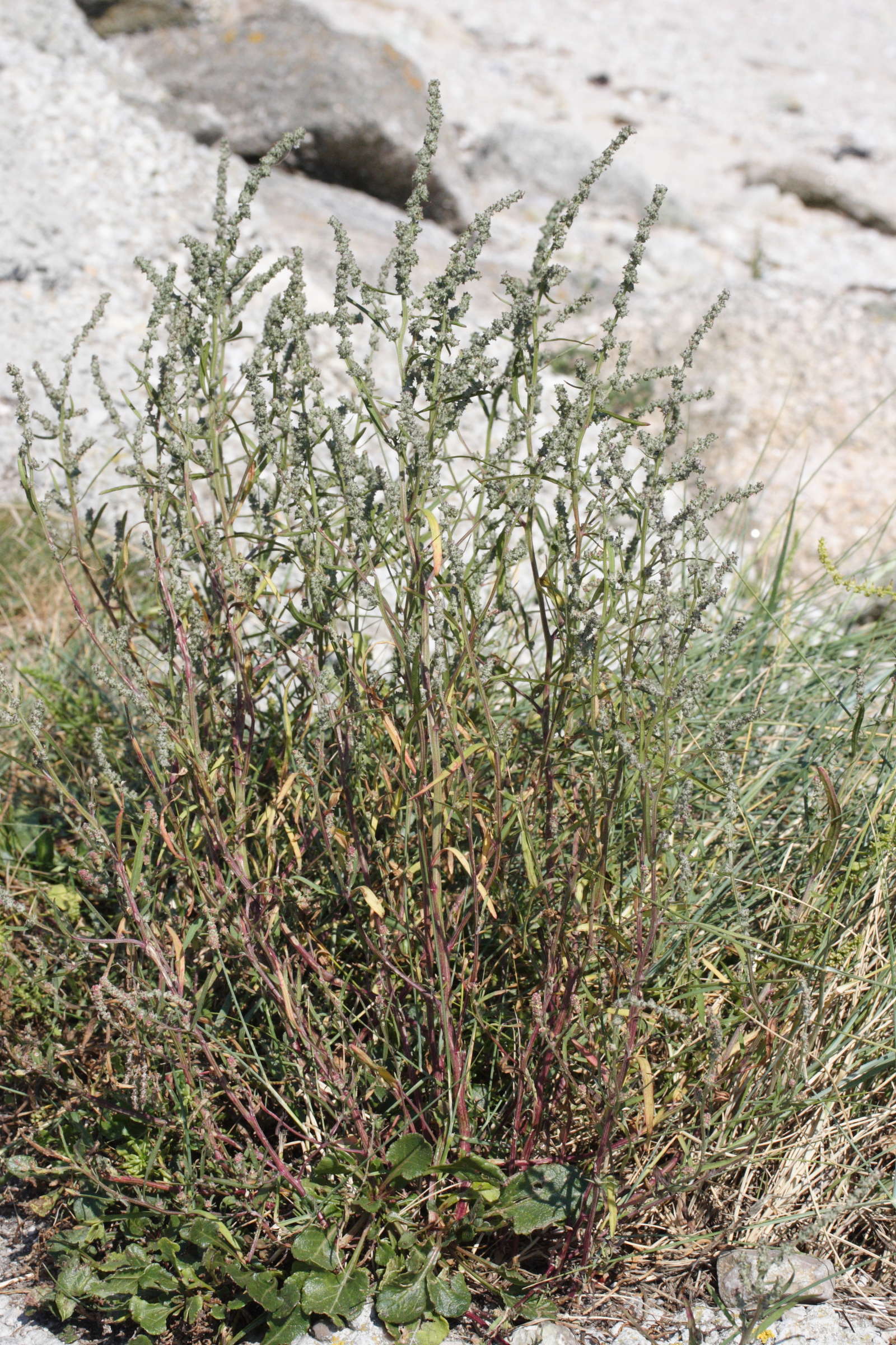 Afficher le média atriplex_littoralis1md atriplex_littoralis1md