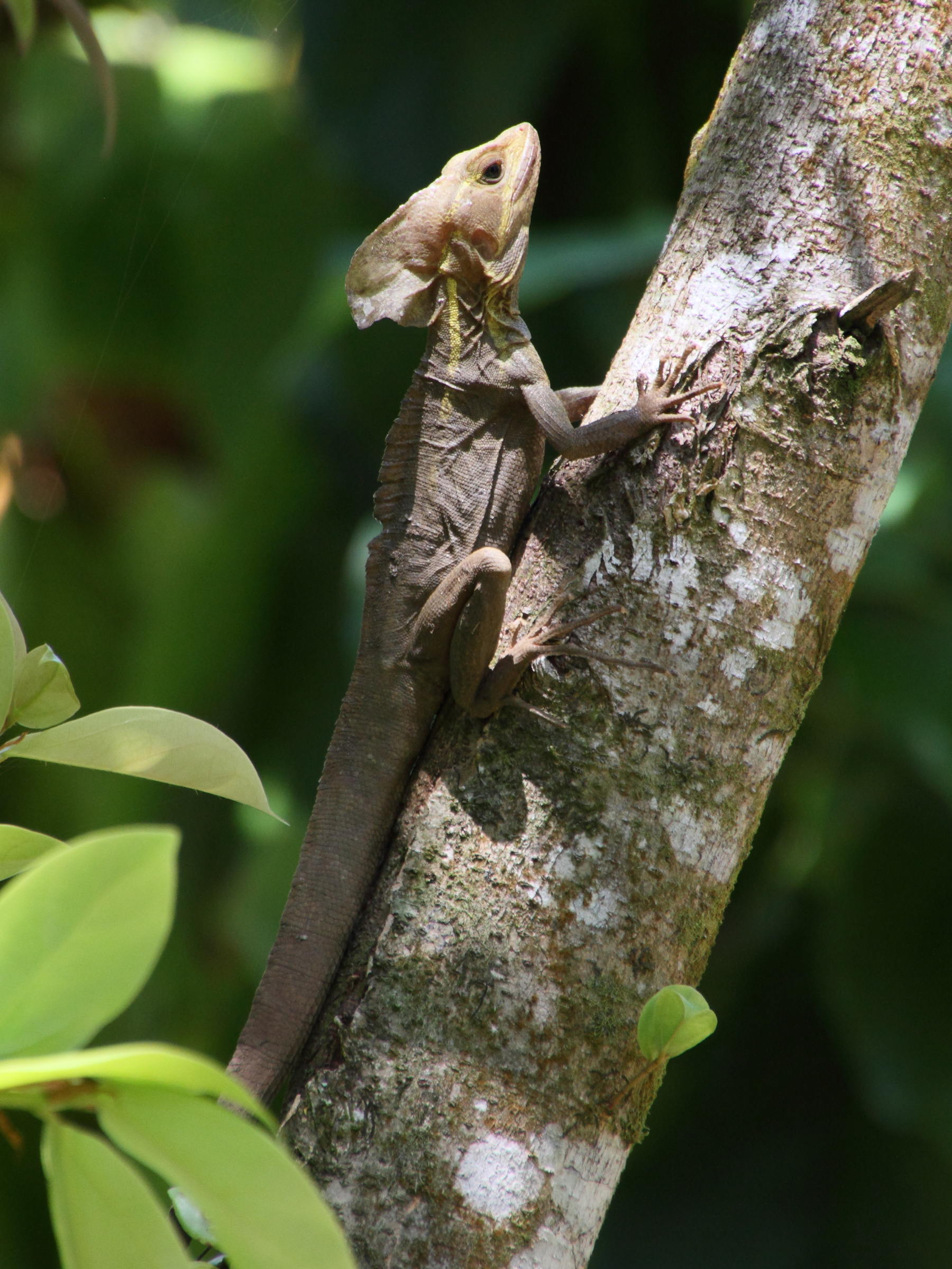 basiliscus_vittatus4md