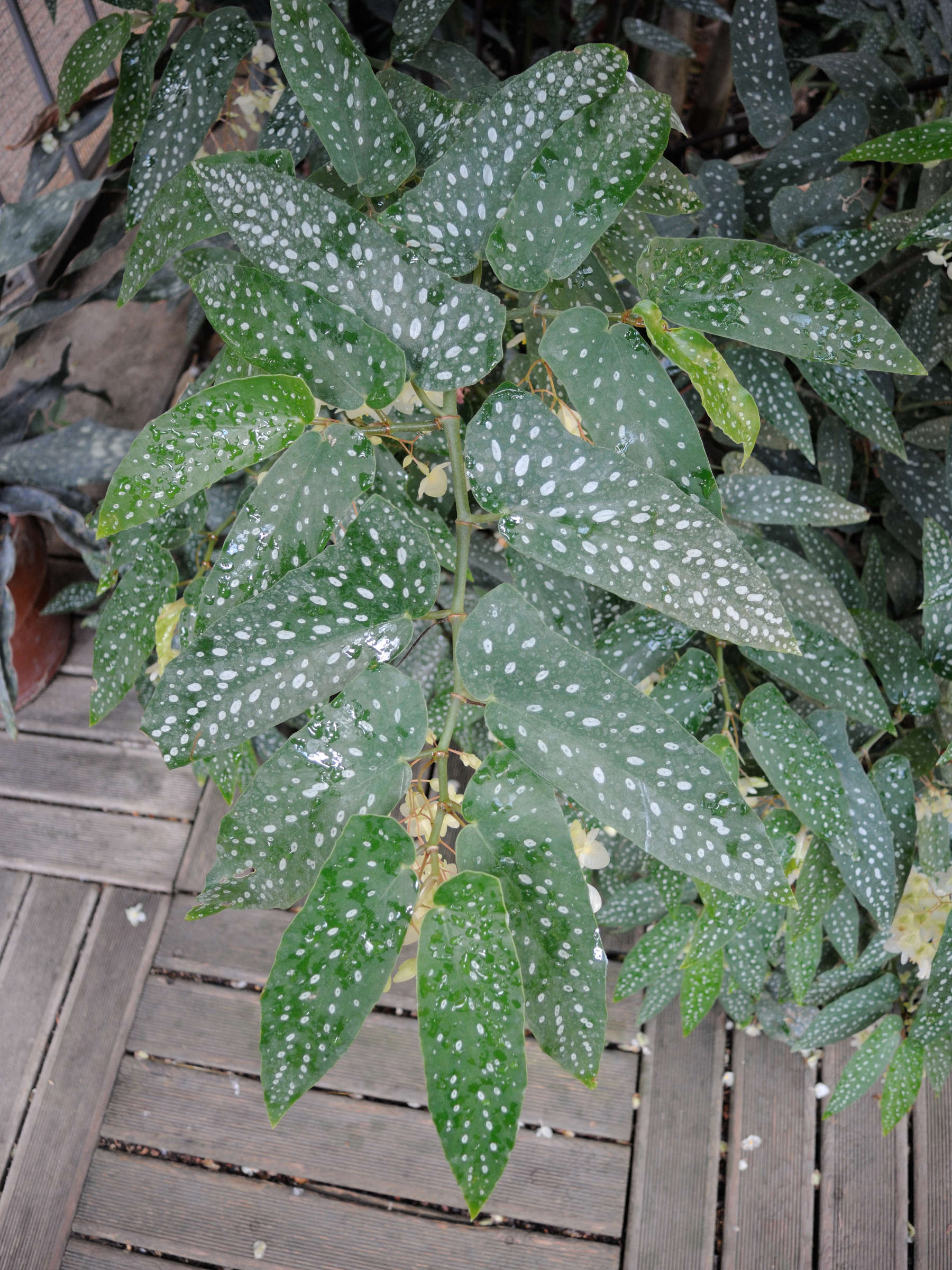 Afficher le média begonia_x_albopicta1md begonia_x_albopicta1md