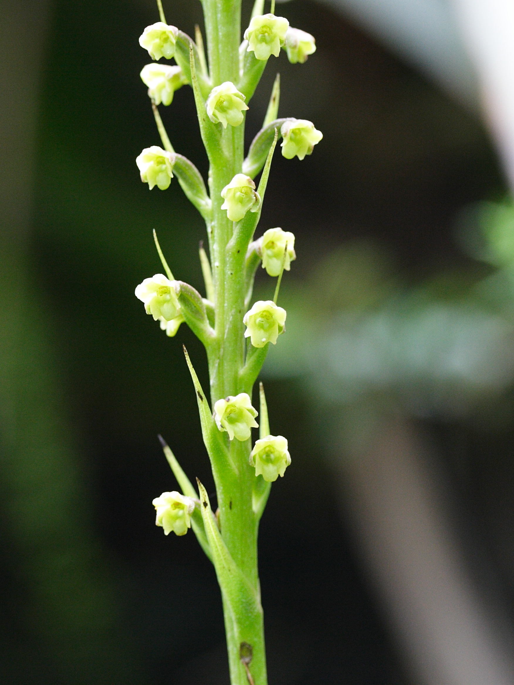 benthamia_latifolia2md