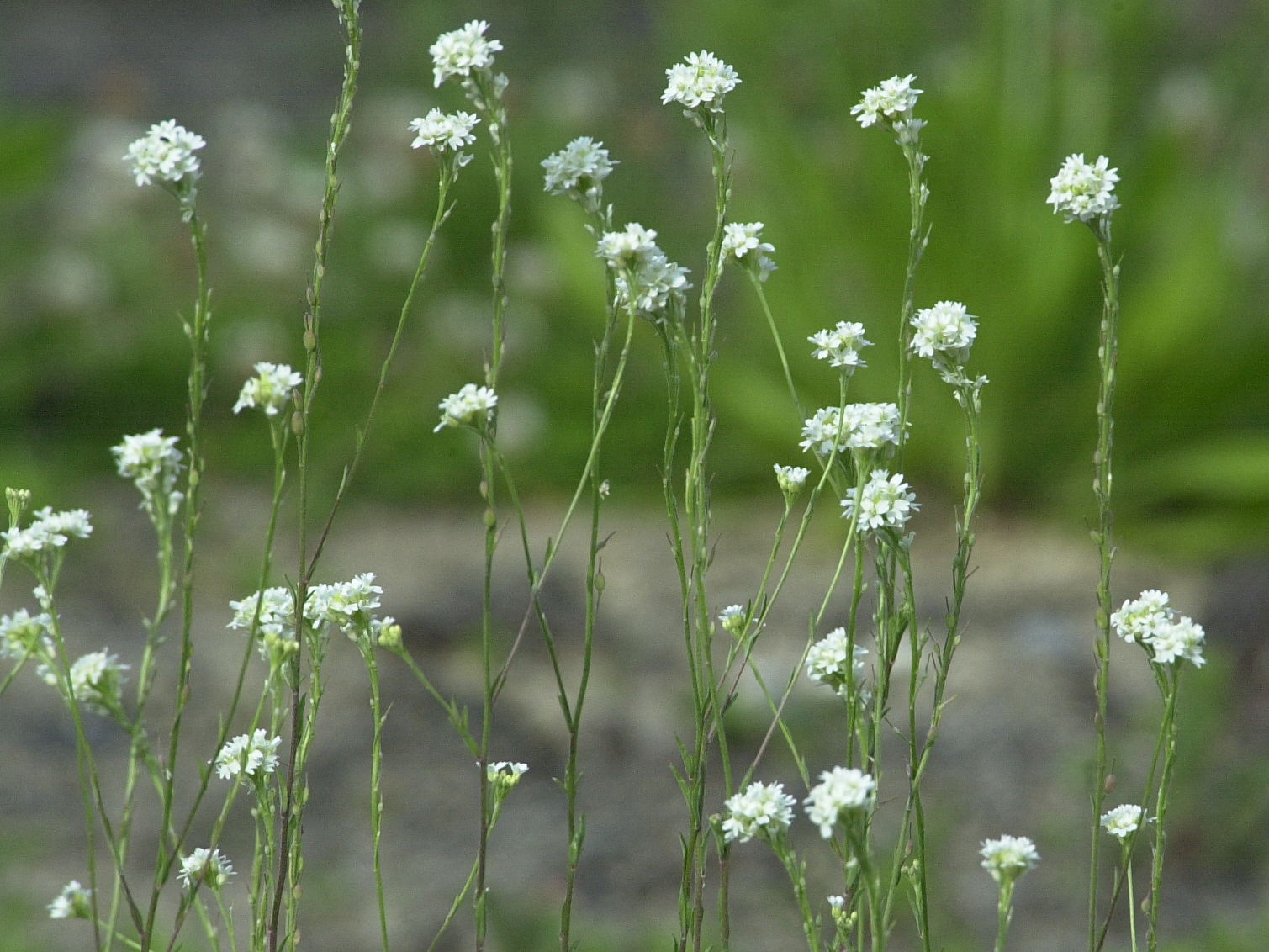 Afficher le média berteroa_incana2md berteroa_incana2md