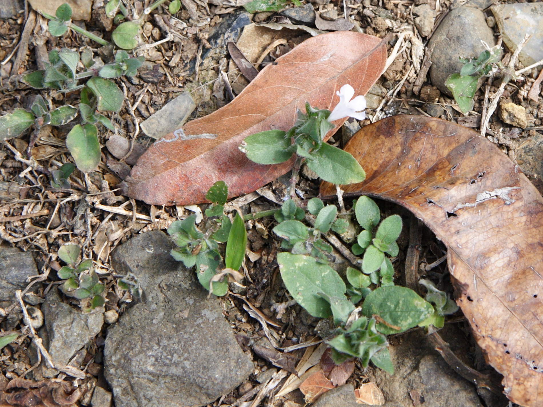 blechum_pyramidatum2md