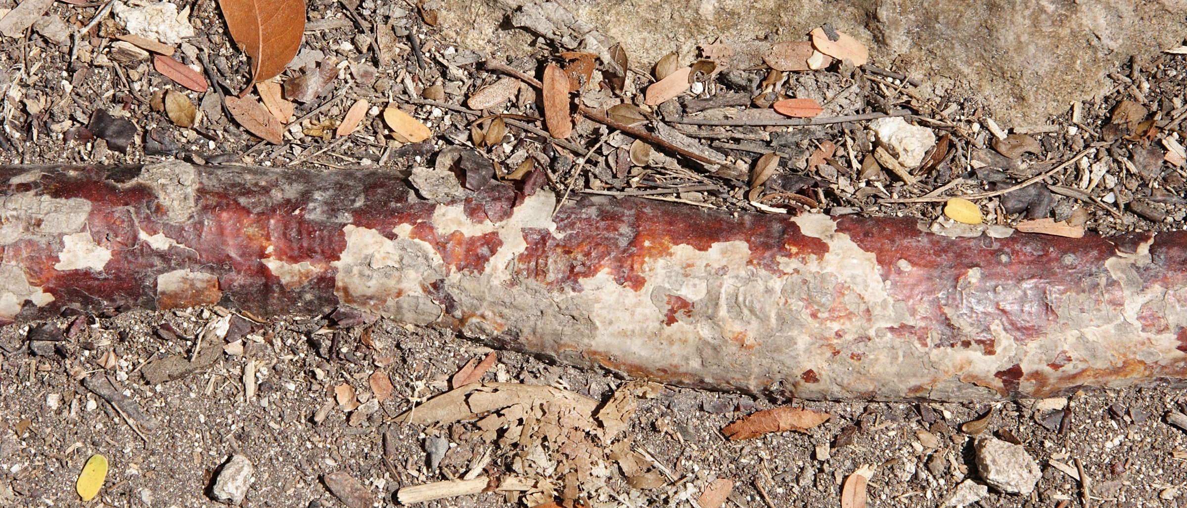 Afficher le média bursera_simaruba4md bursera_simaruba4md