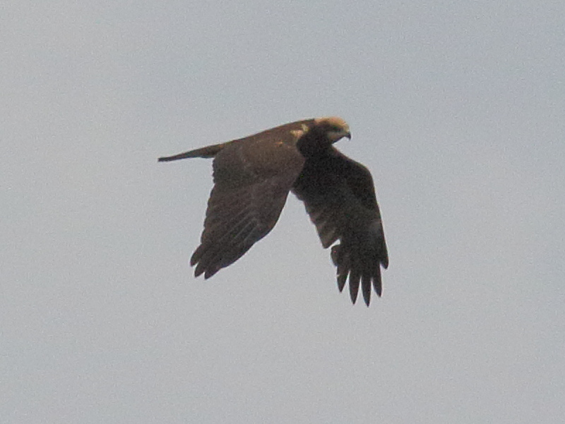 busard_des_roseaux_-_circus_aeruginosus3bd