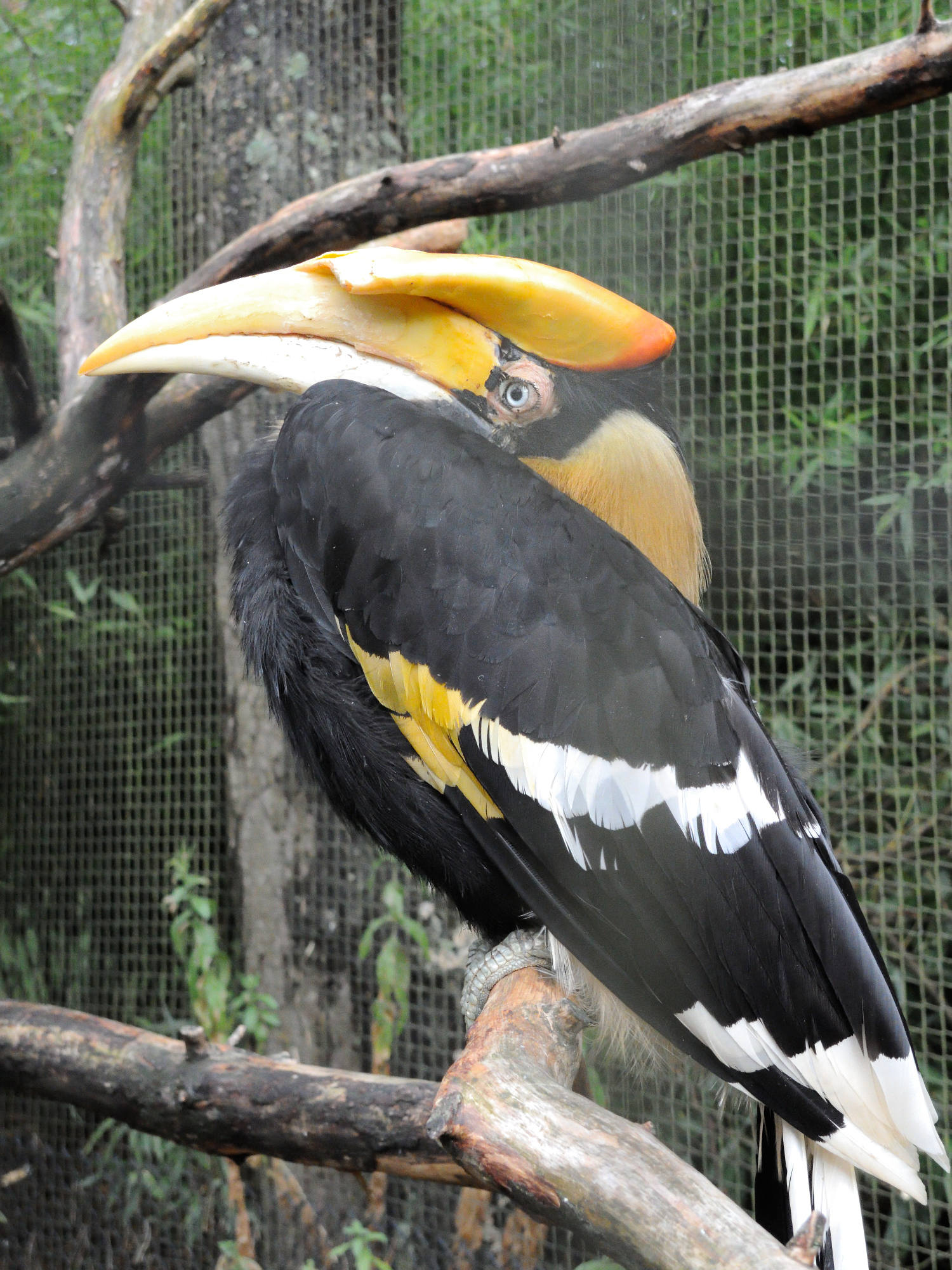 calao_bicorne_-_buceros_bicornis1md