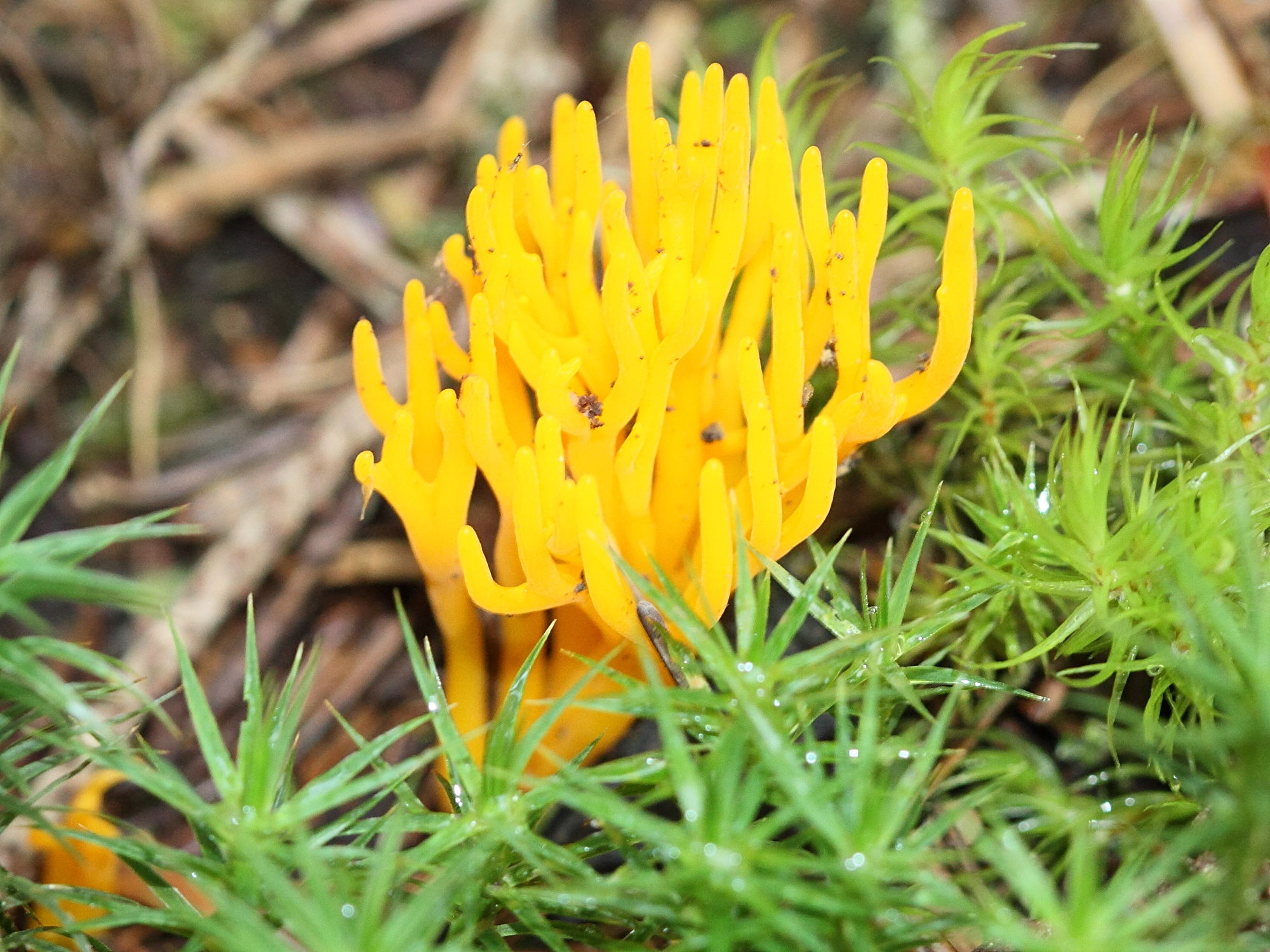 Afficher le média calocera_viscosa4bd calocera_viscosa4bd