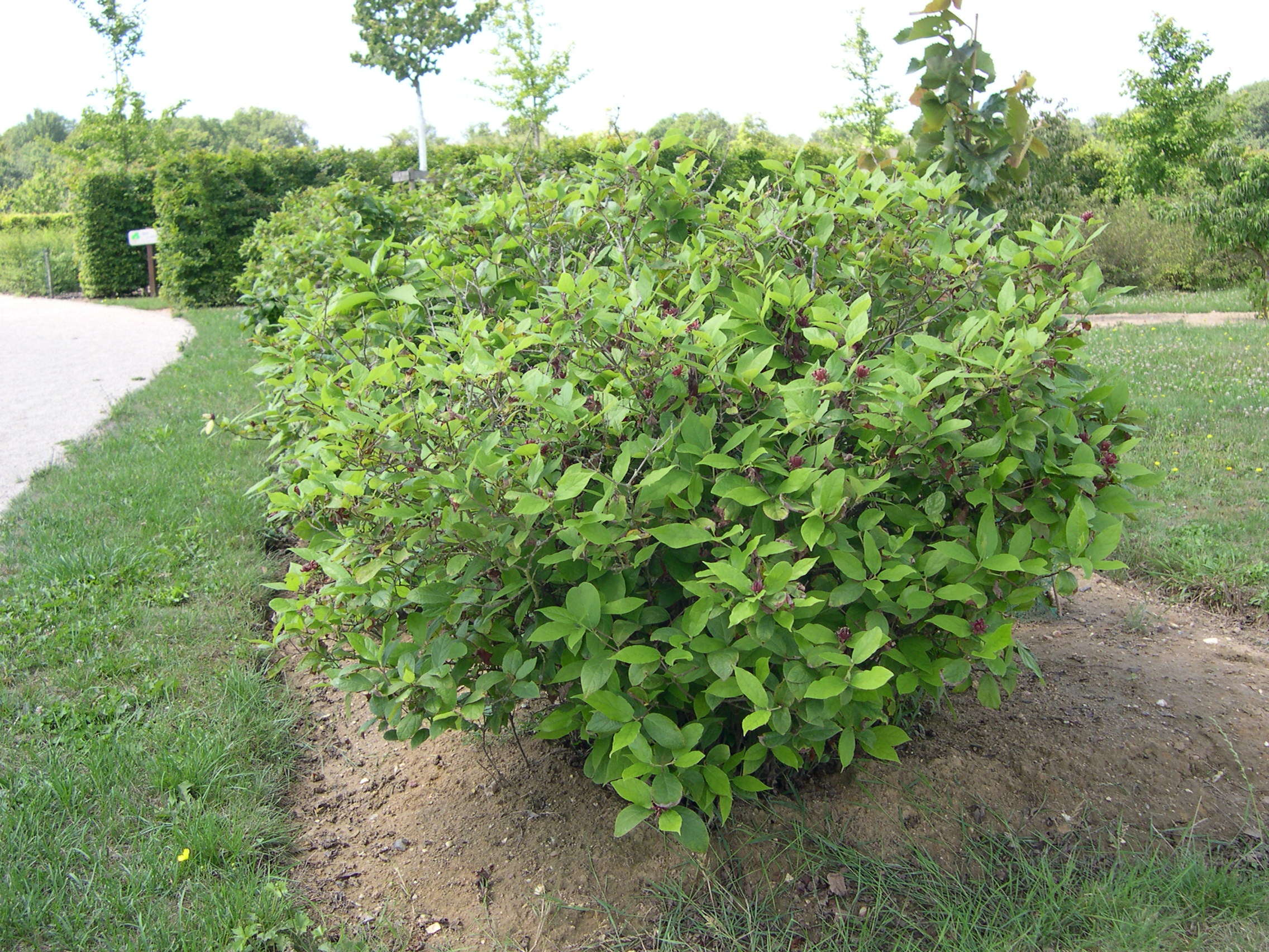 calycanthus_floridus3md
