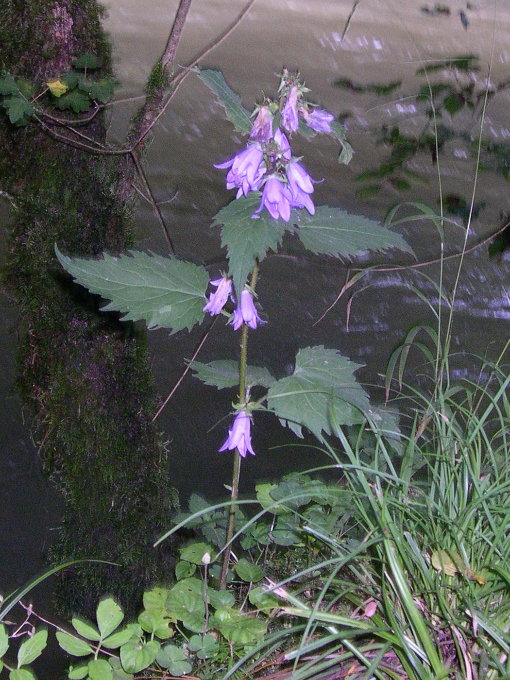 campanula_rapunculoides1md