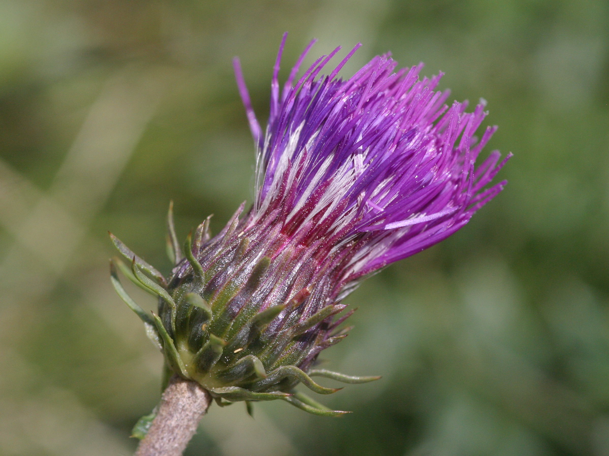 Afficher le média carduus_defloratus2bmd carduus_defloratus2bmd