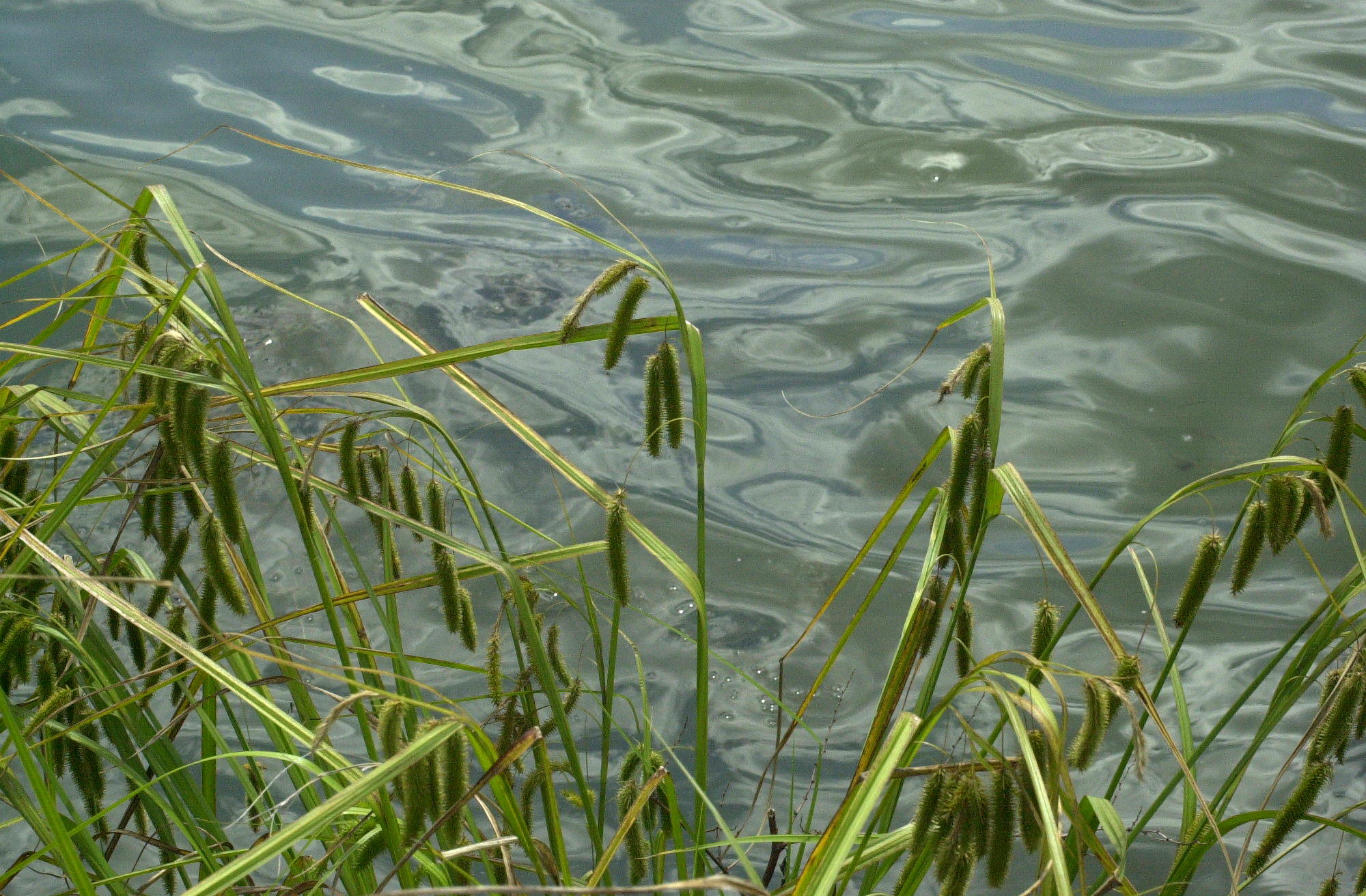 carex_pseudocyperus2md