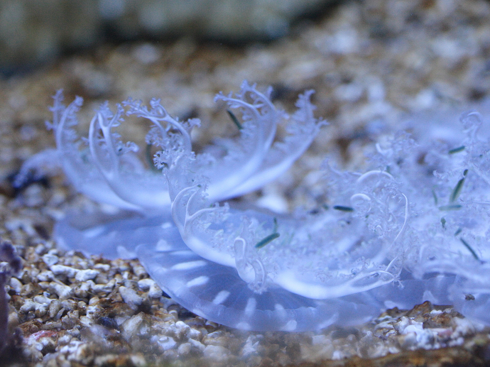 cassiopea_andromeda1md