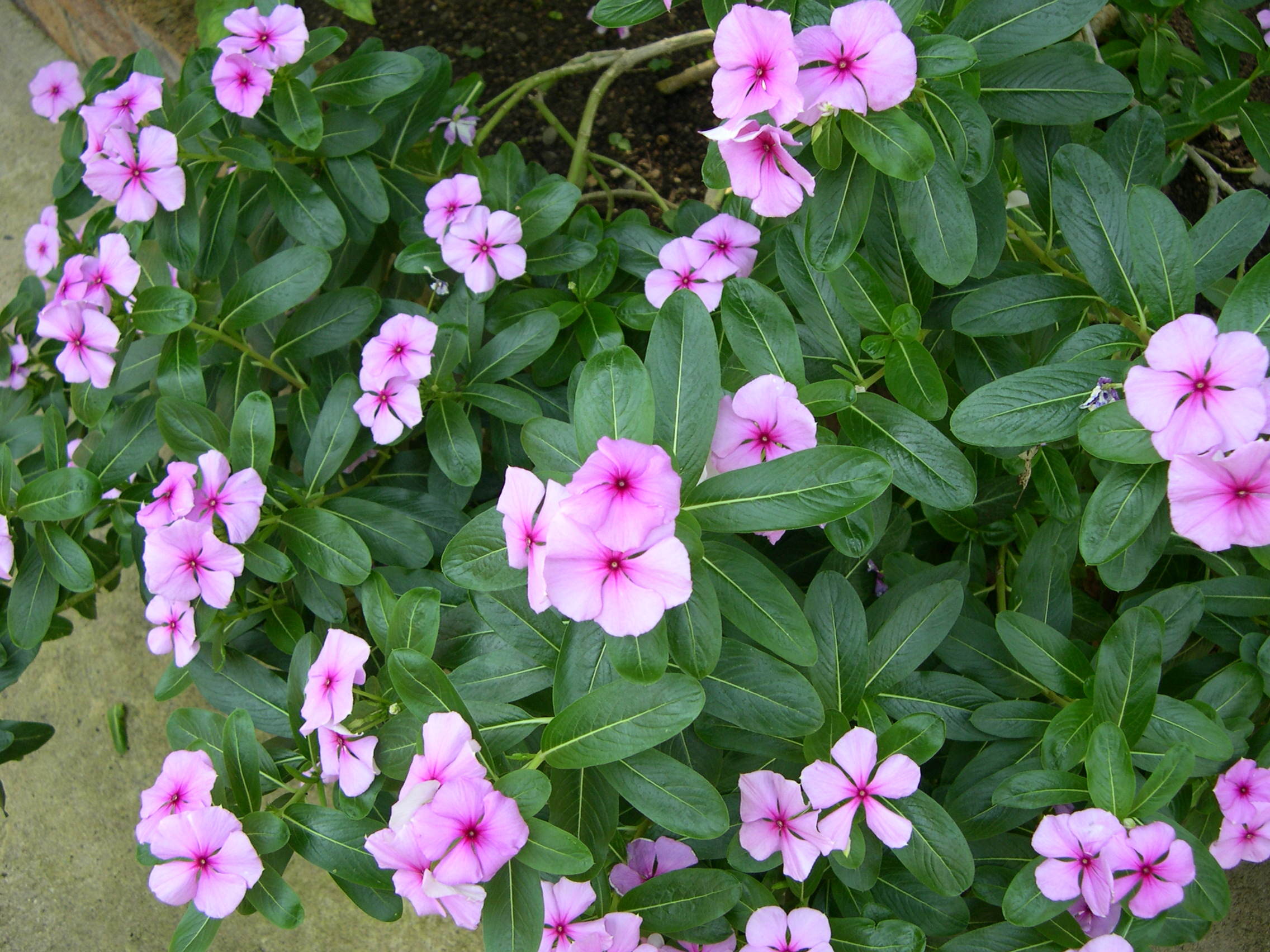 catharanthus_roseus1md