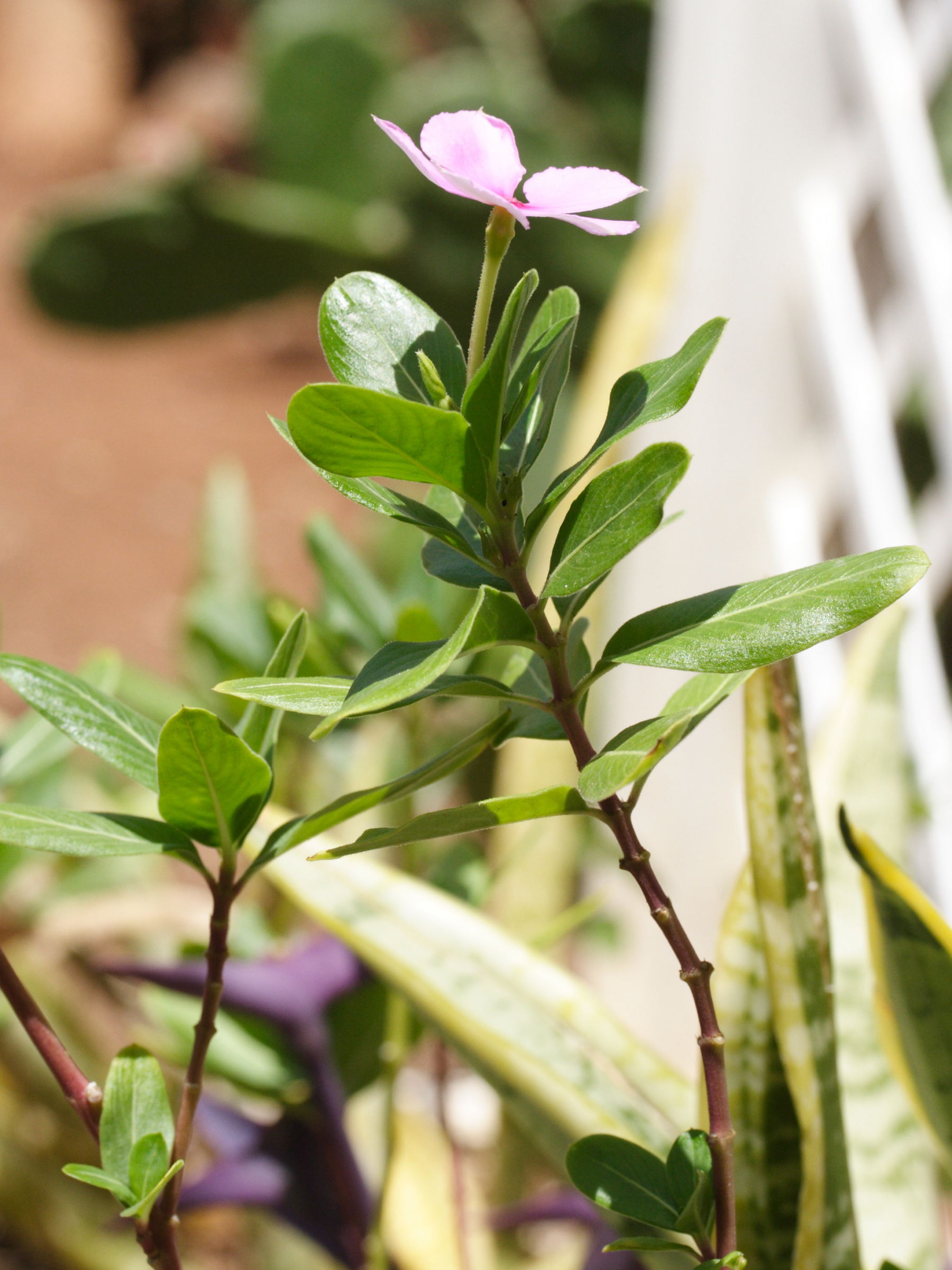 catharanthus_roseus3md