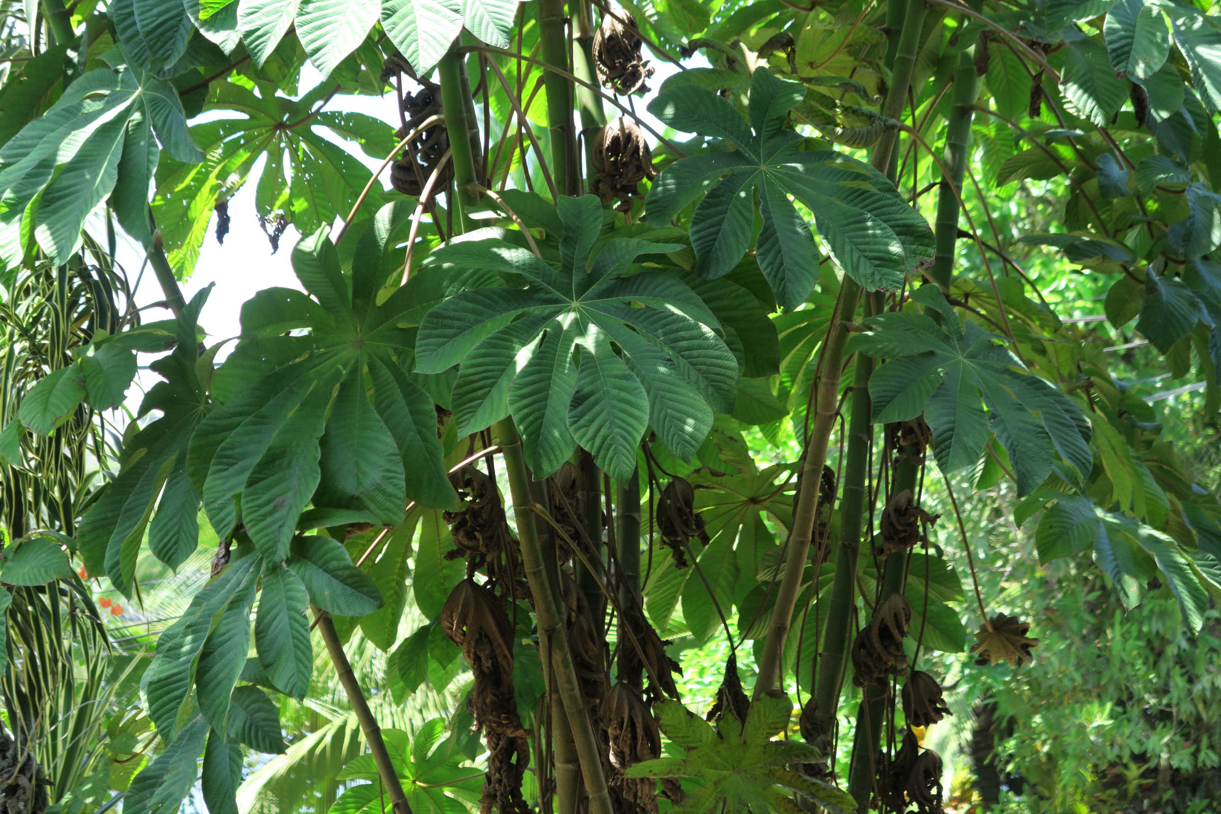 cecropia_obtusifolia3md