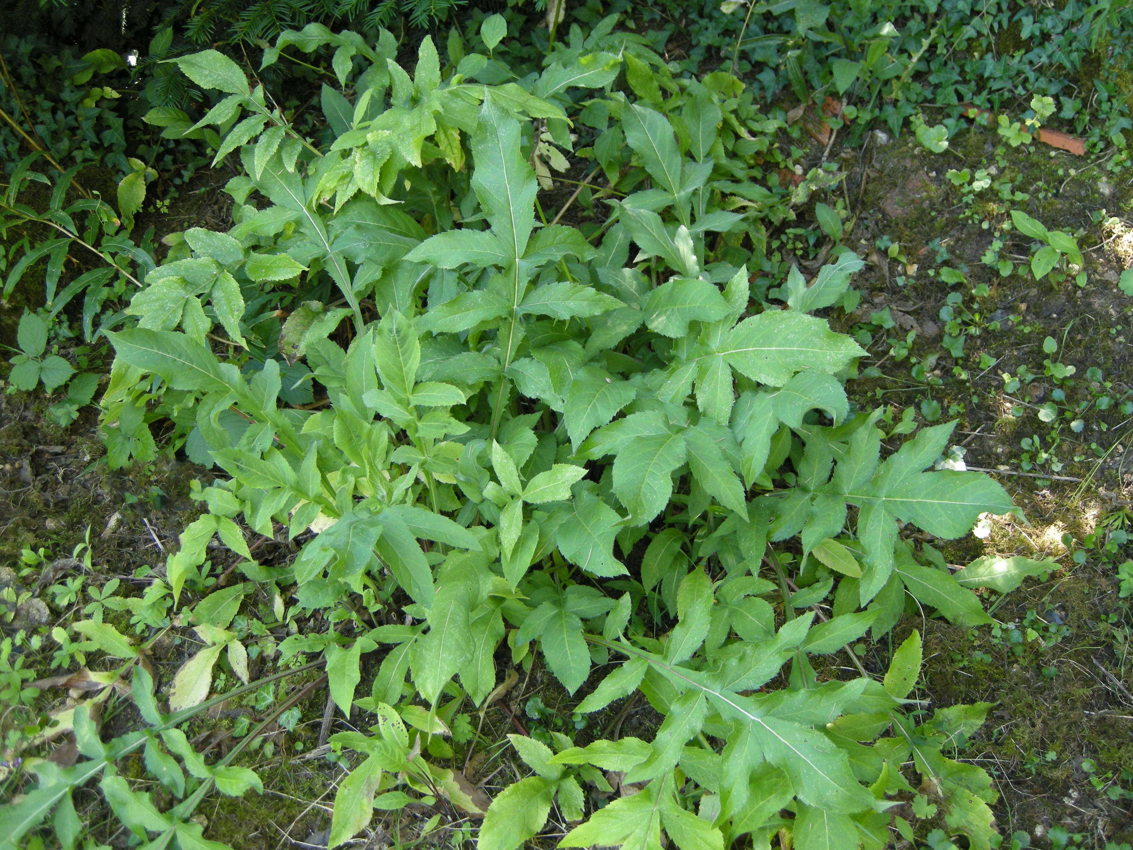 cephalaria_gigantea4md