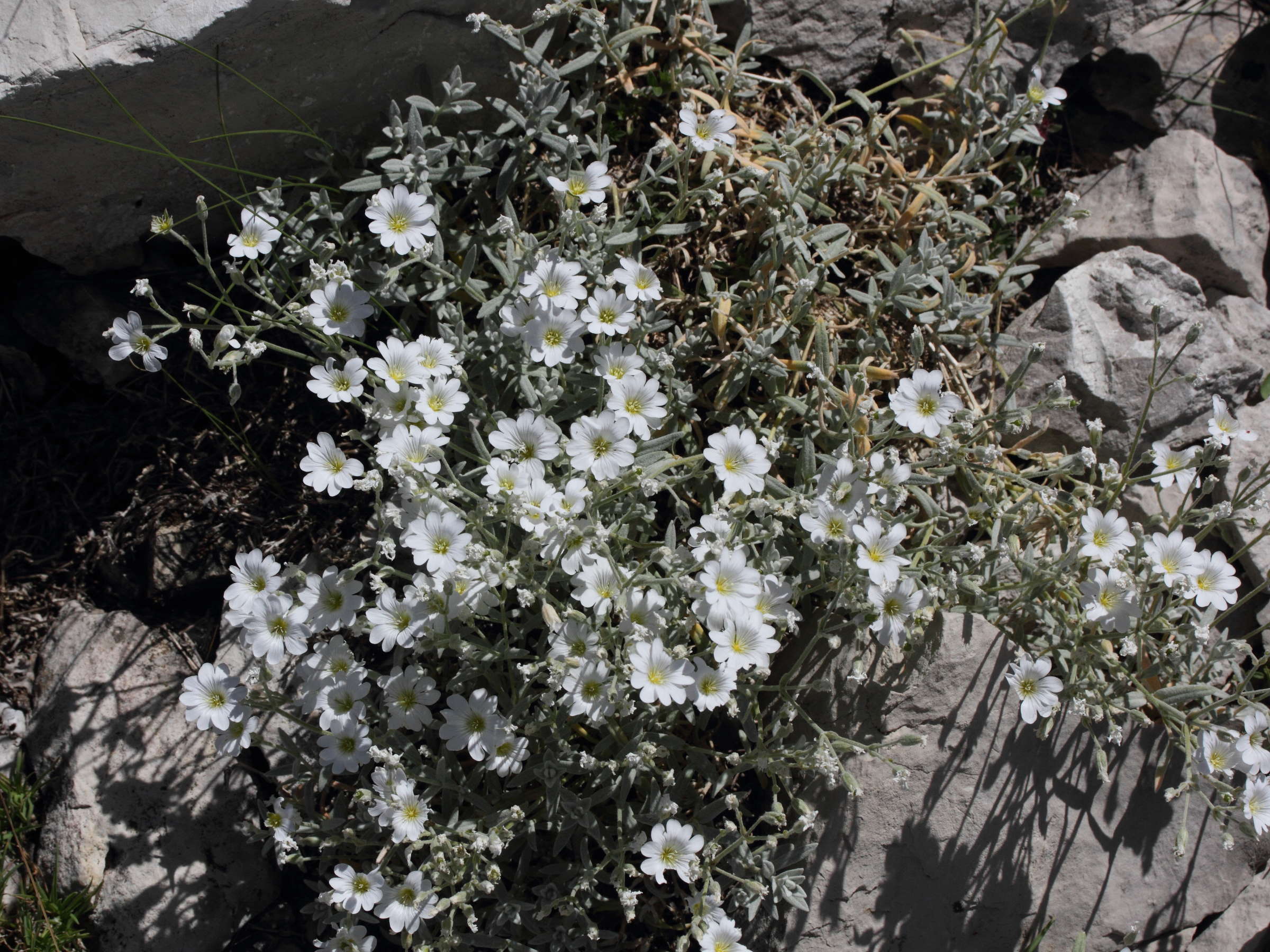 Afficher le média cerastium_tomentosum2md cerastium_tomentosum2md