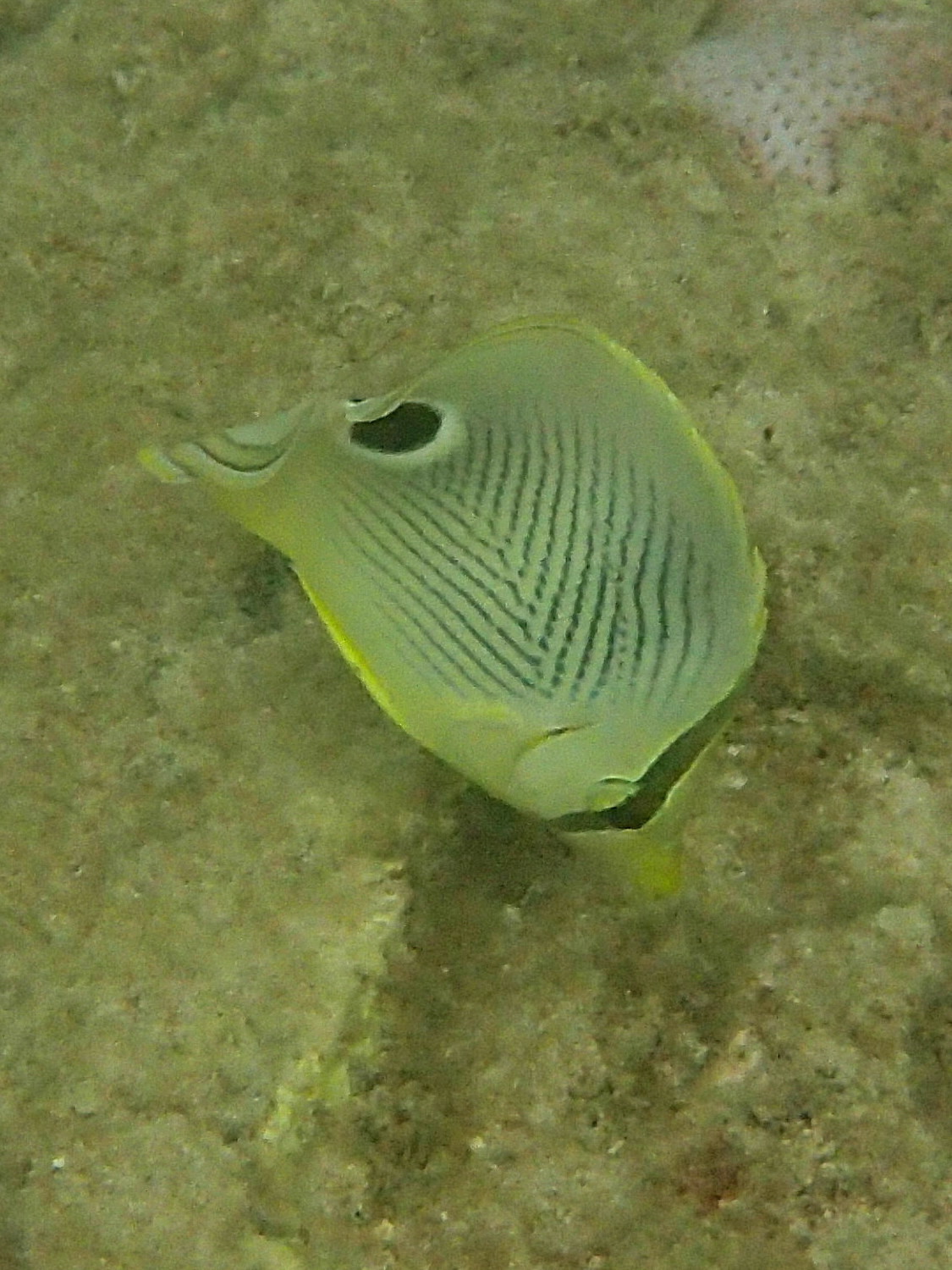 chaetodon_capistratus1sd