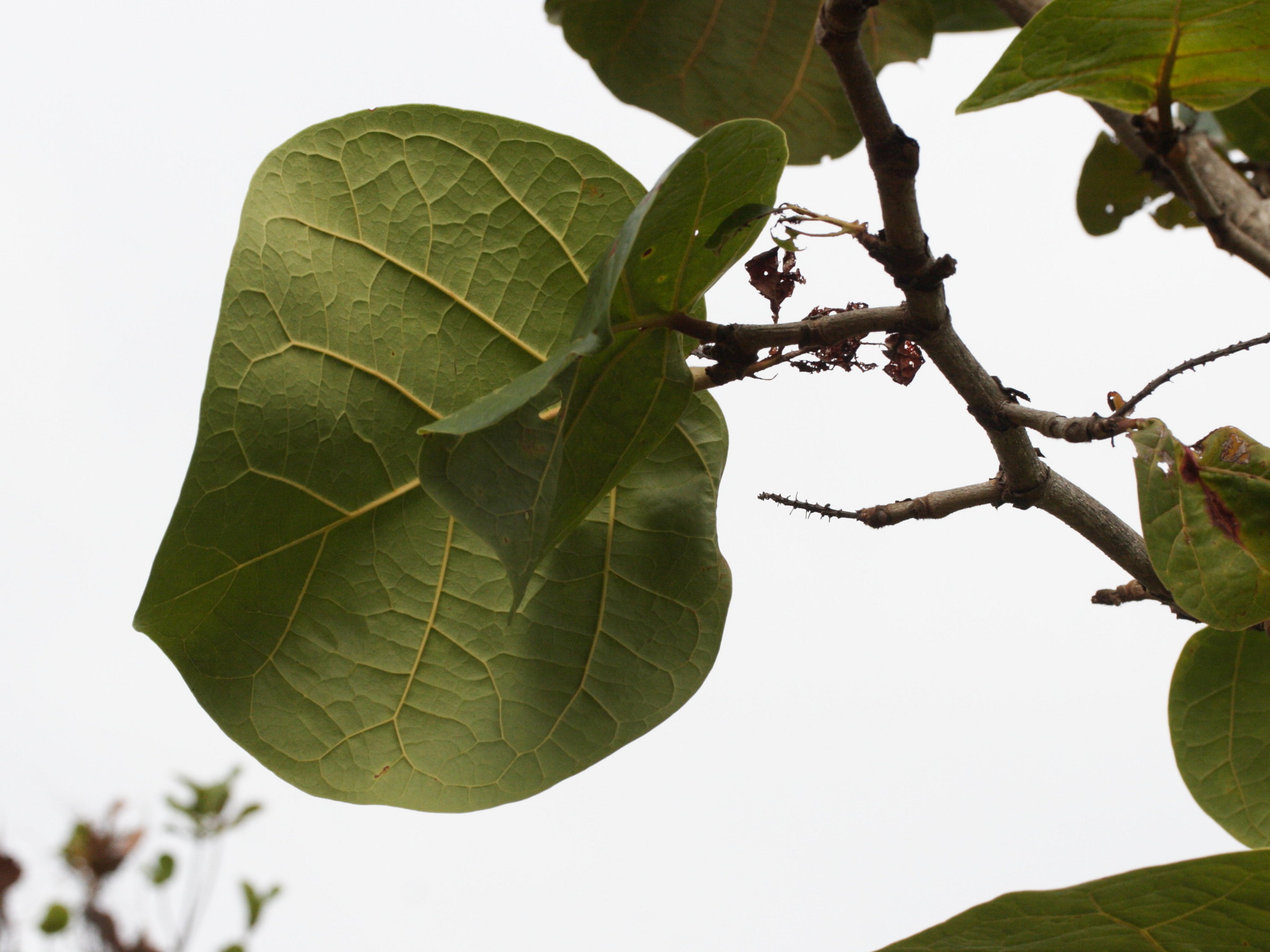 Afficher le média coccoloba_caravellae2md coccoloba_caravellae2md