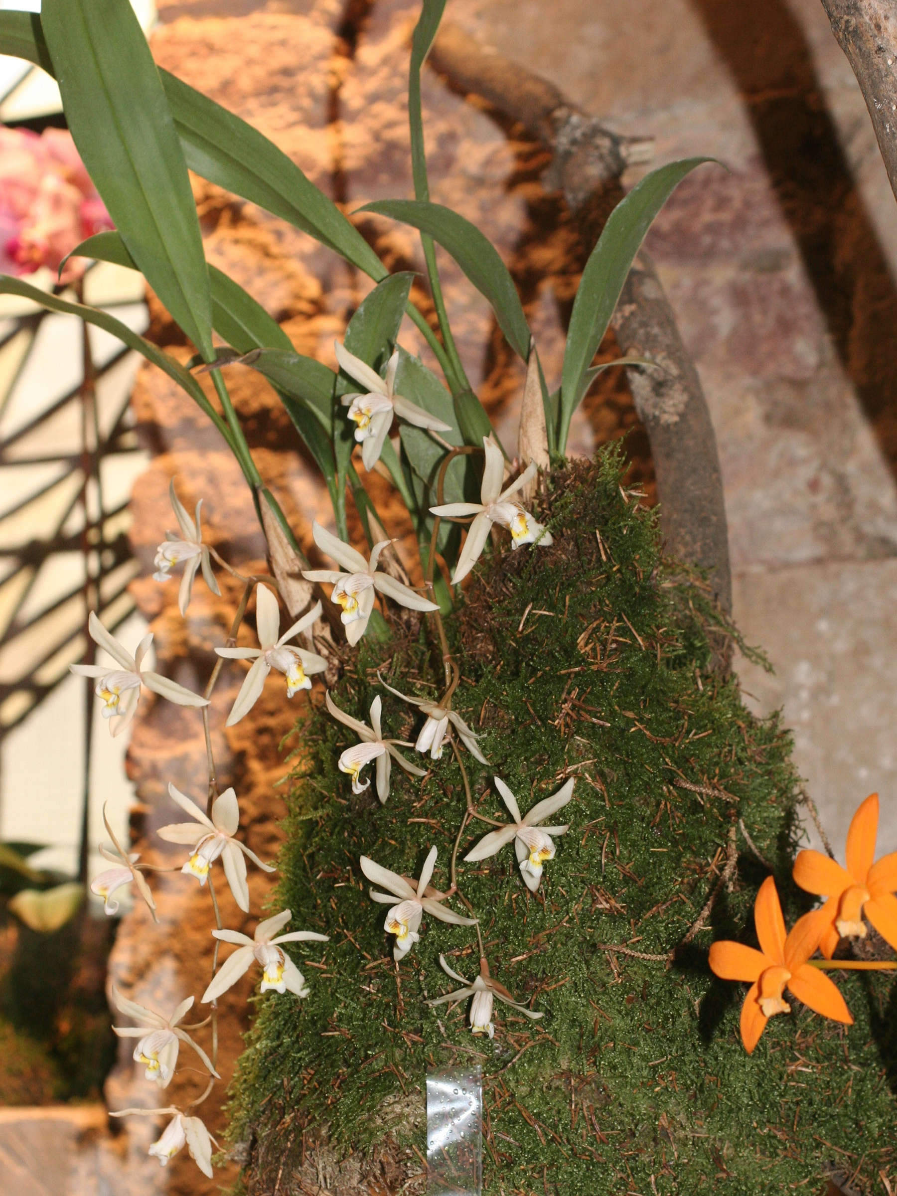 coelogyne_flaccida1md