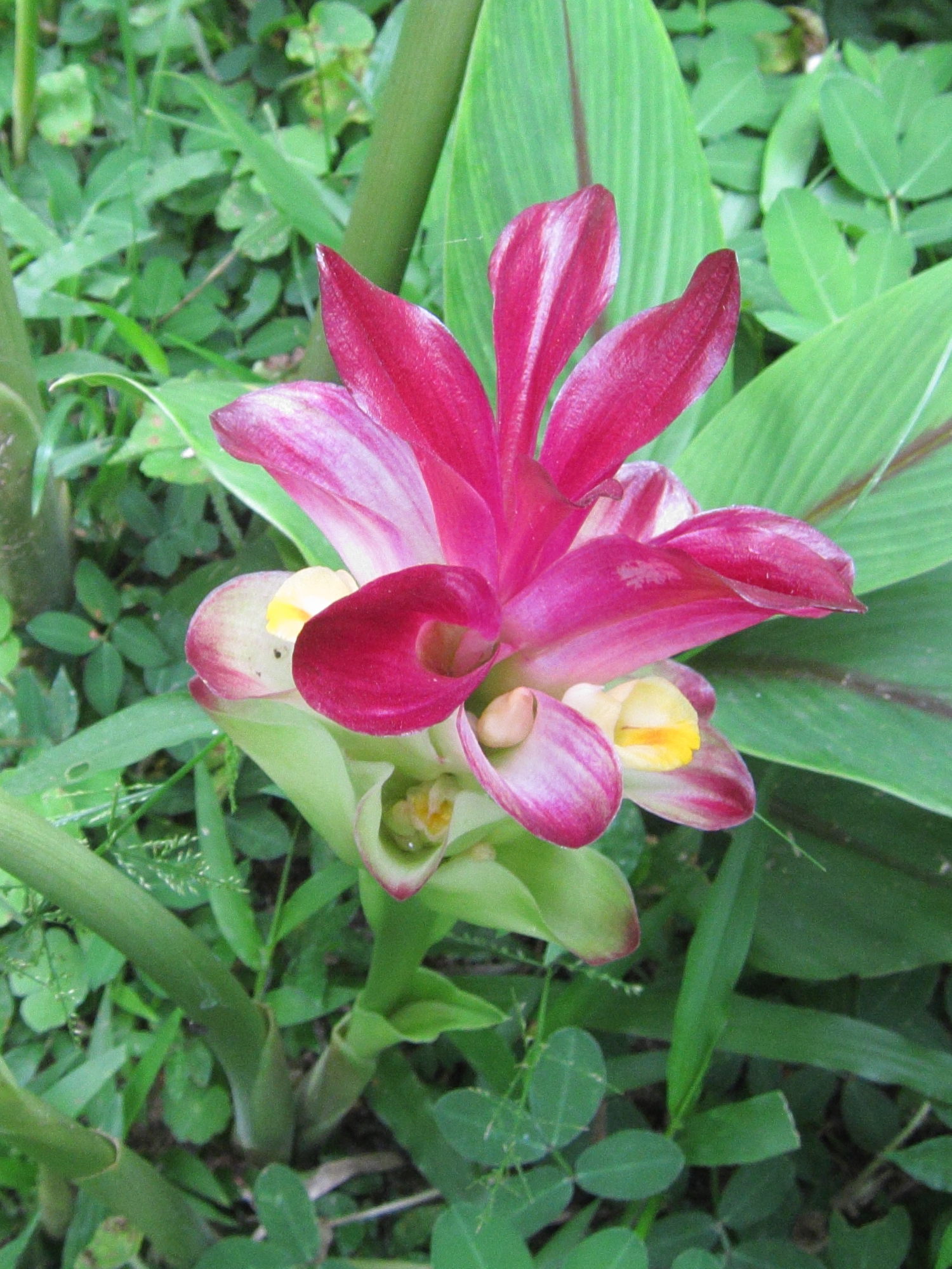 curcuma_zedoaria4bd