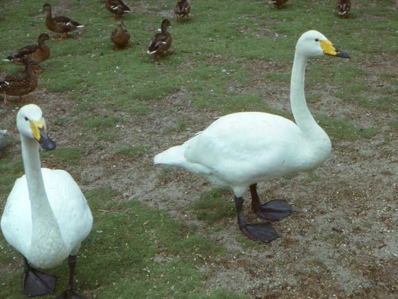 cygne_chanteur_-_cygnus_cygnus3md