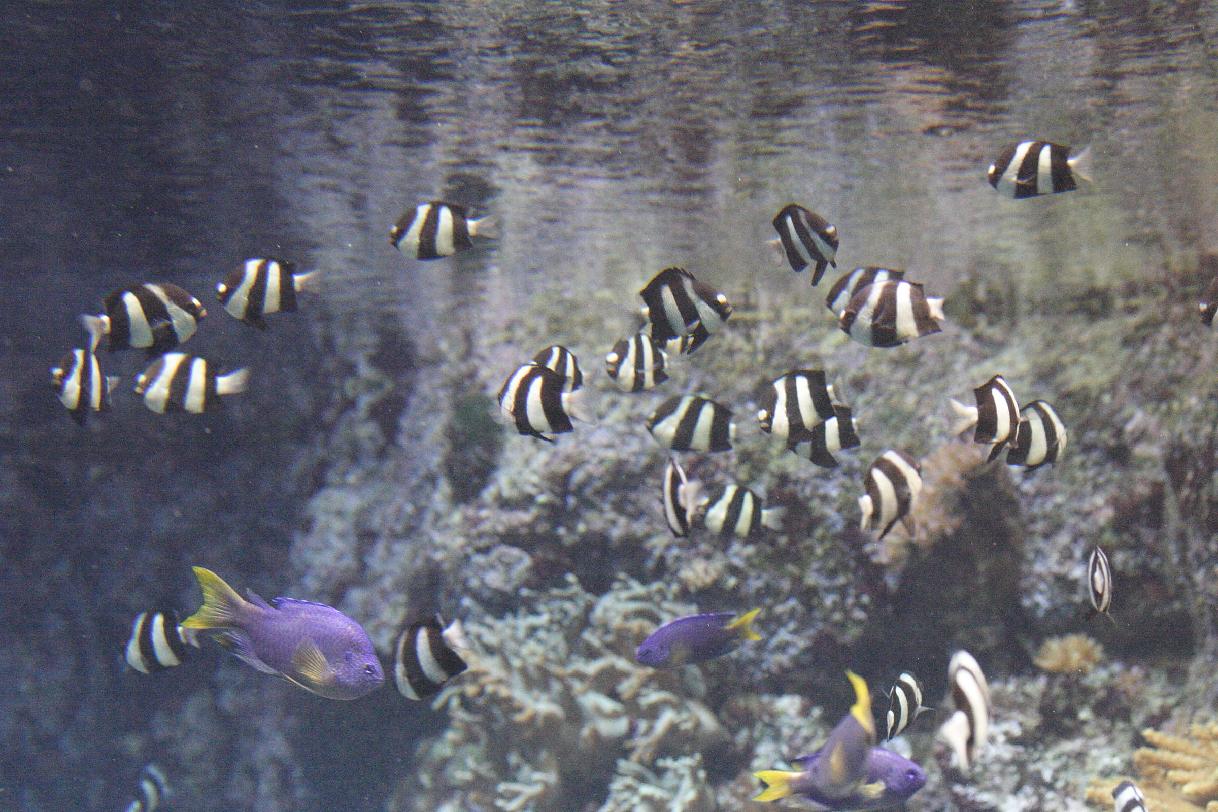 Afficher le média dascyllus_aruanus3md dascyllus_aruanus3md