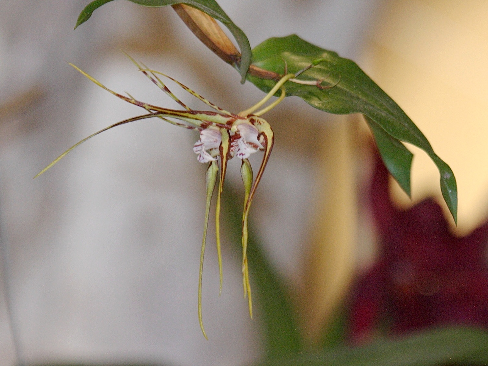 dendrobium_tetragonum1bd