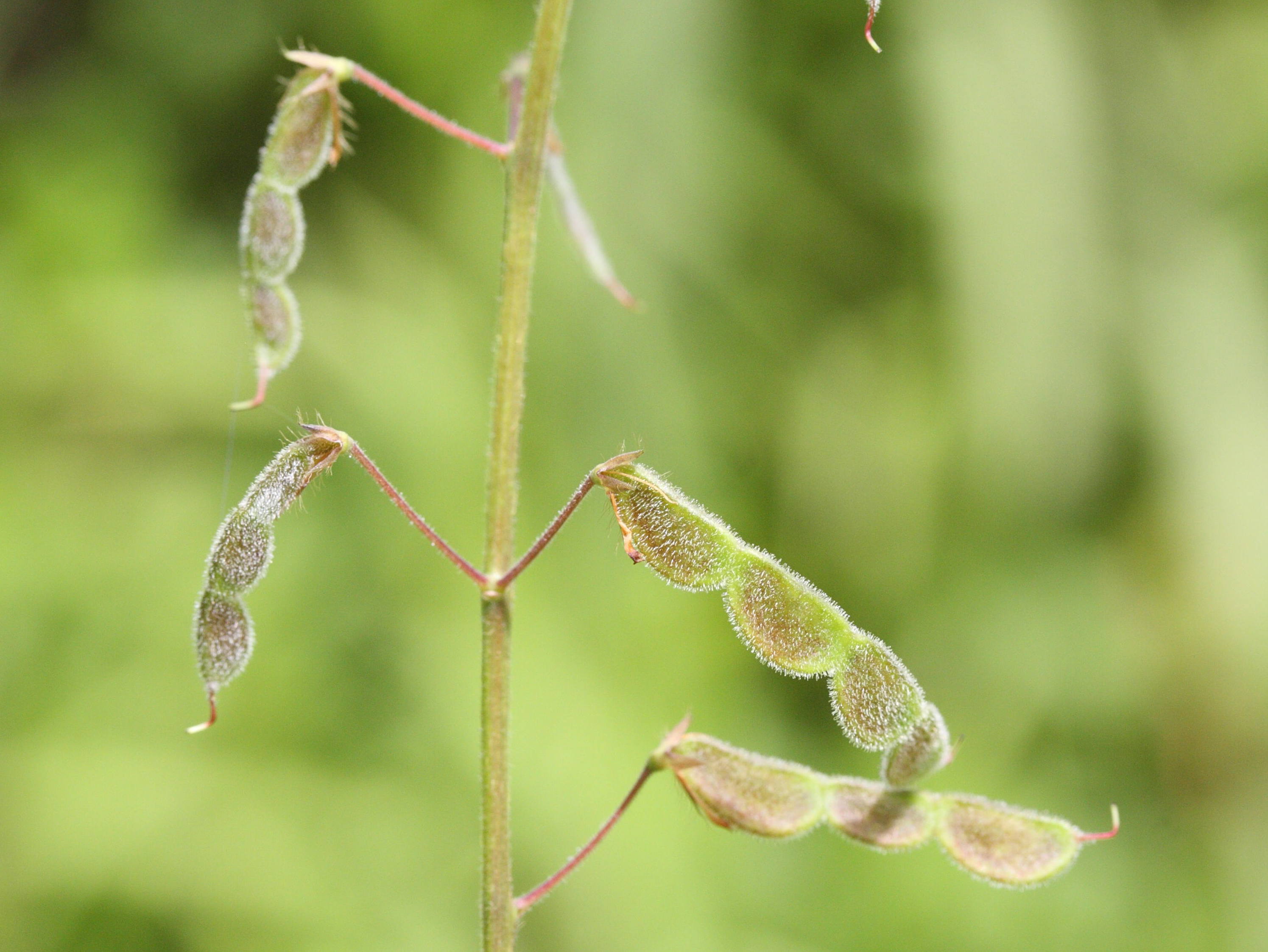 desmodium_incanum5md