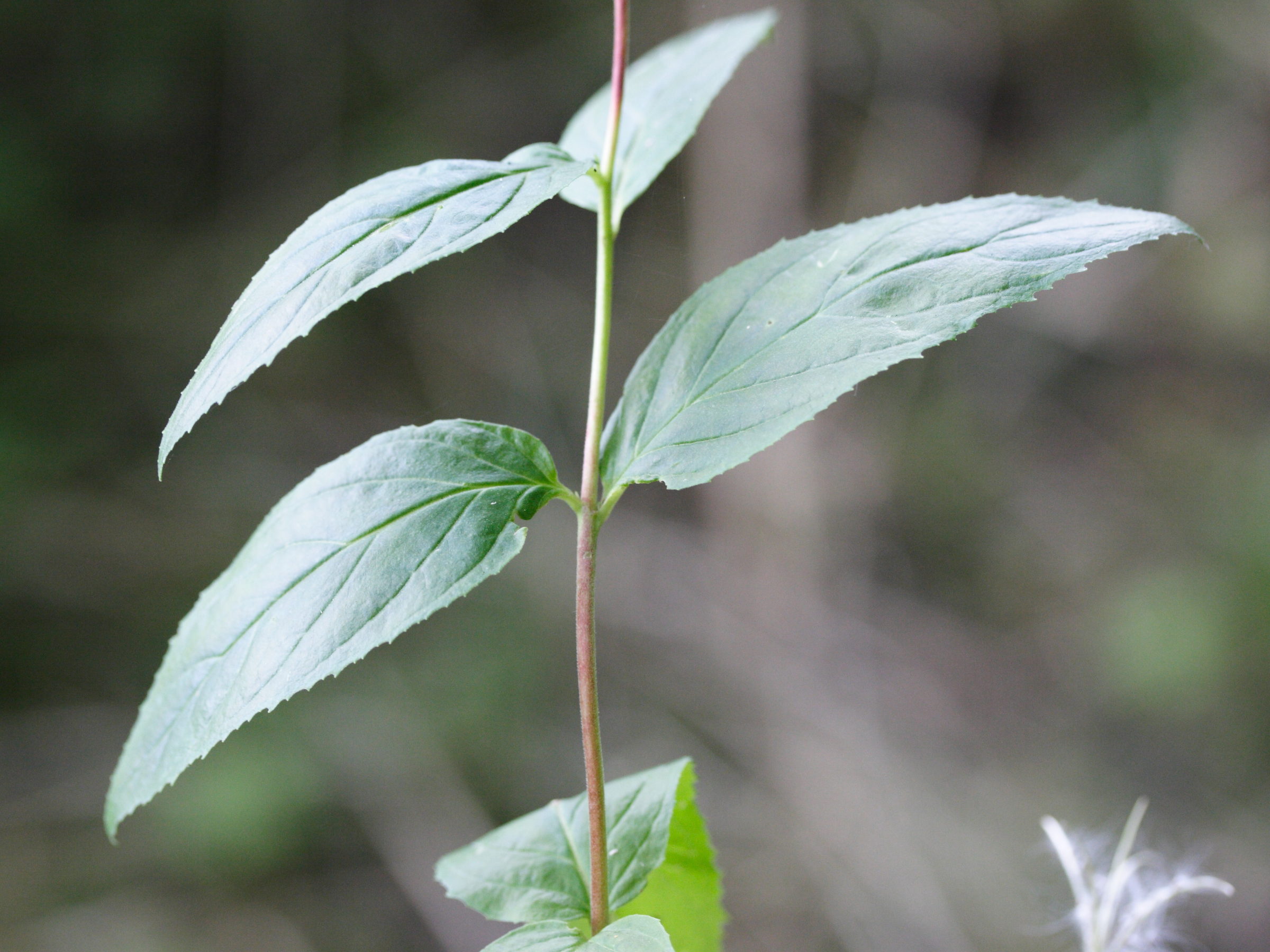 Afficher le média epilobium_montanum3md epilobium_montanum3md
